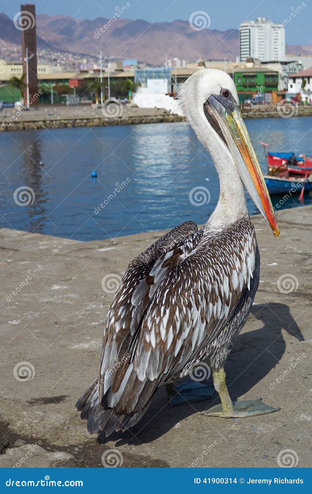 pelican on the dockside