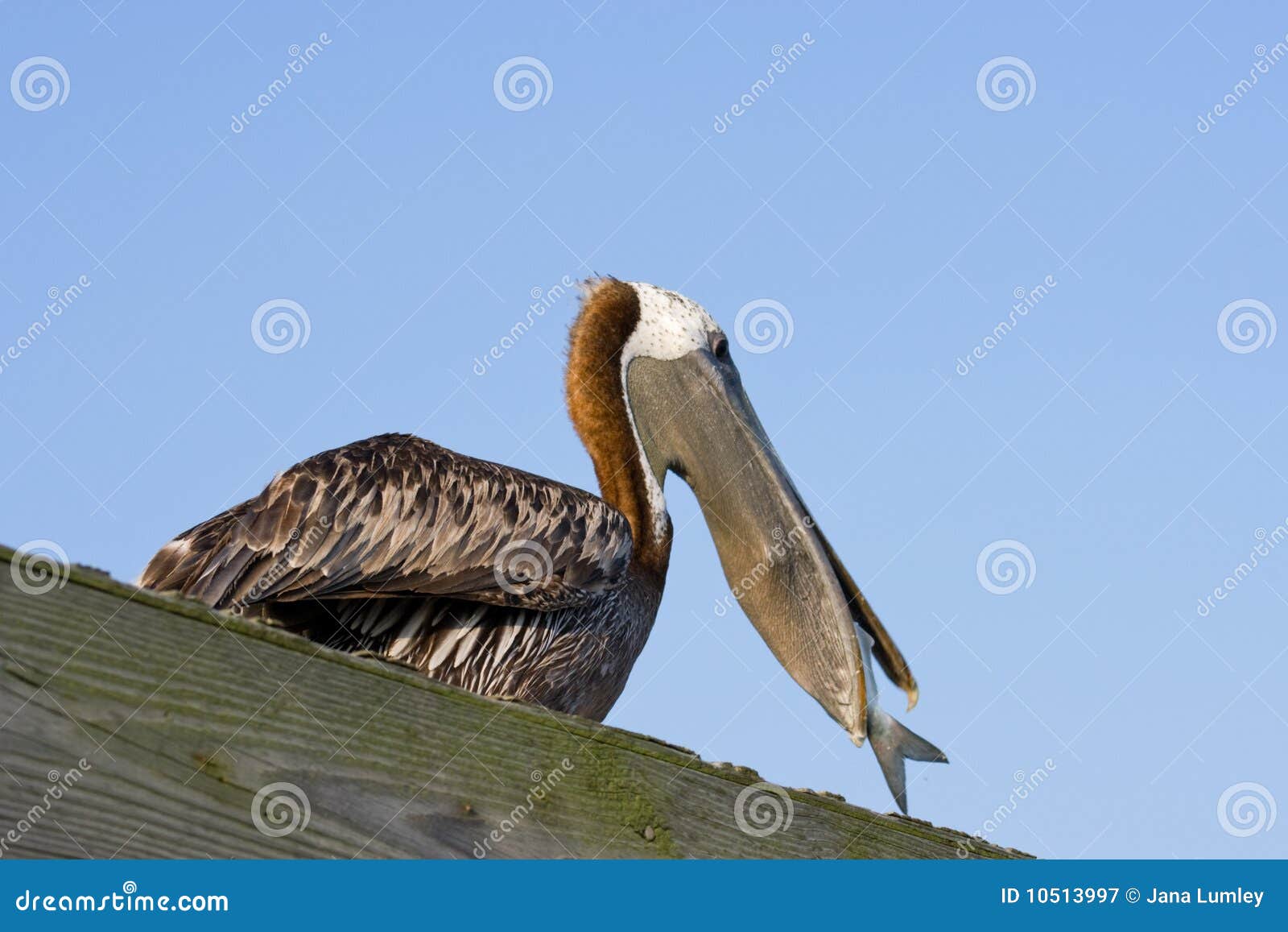 Pelican Eating stock image. Image of feathers, nature - 10513997