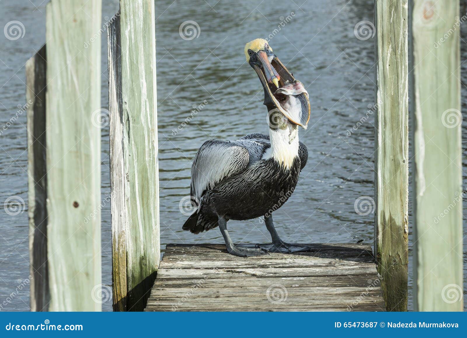 Pelican Fish Its Mouth Stock Photos Free & RoyaltyFree Stock Photos