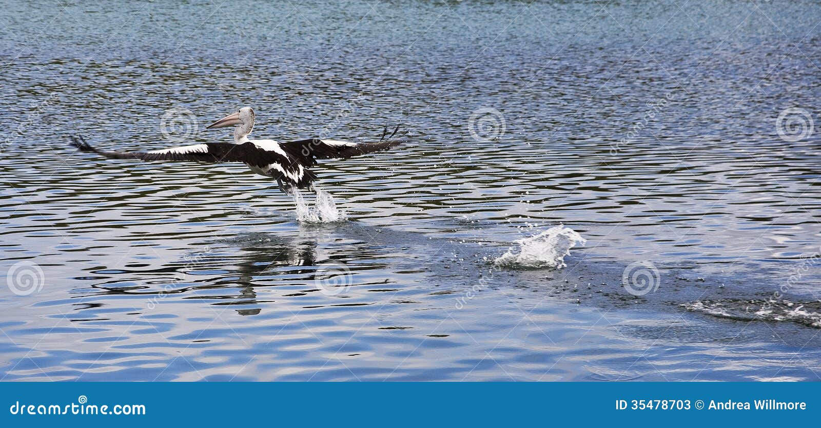 Panoramic of Australian Pelican in flight with blue rippling water, Forster, Australia