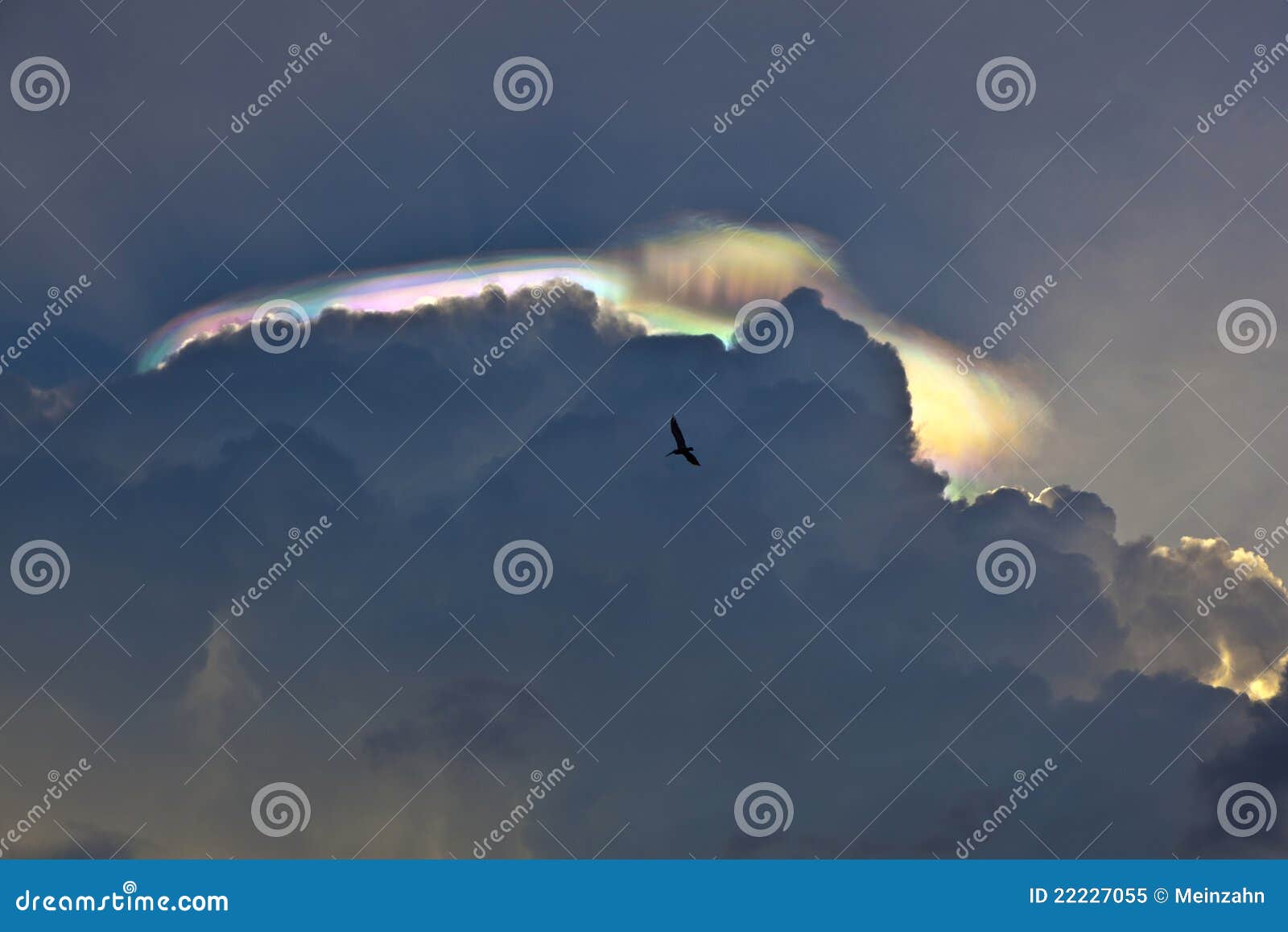 pelican flying under dark clouds with rainbow