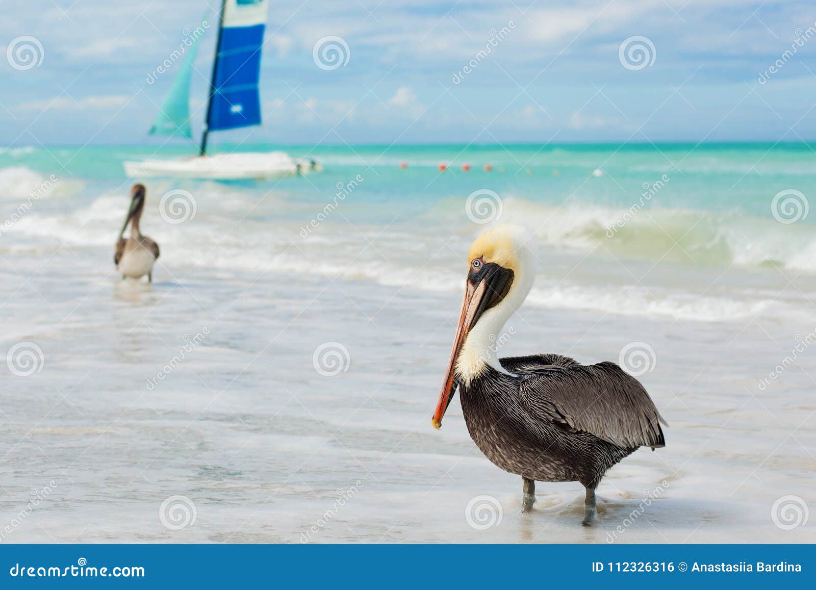 pelicans on the beach. varadero, cuba