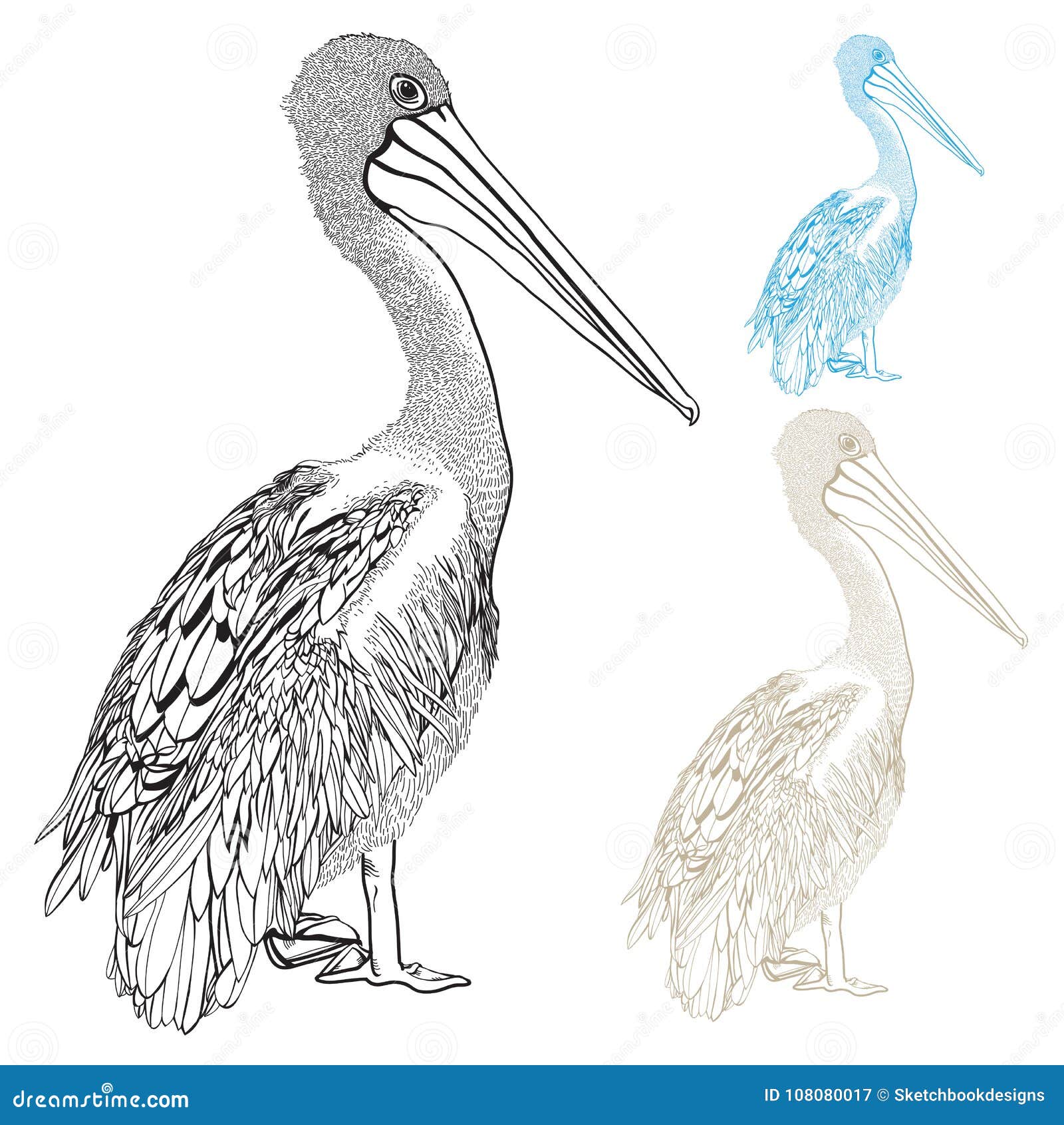 Hand drawn sketch of pelican with spread wings vector illustration  isolated on white with text  CanStock