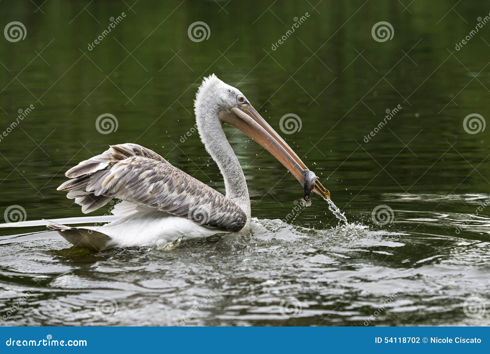 pelican in a lake
