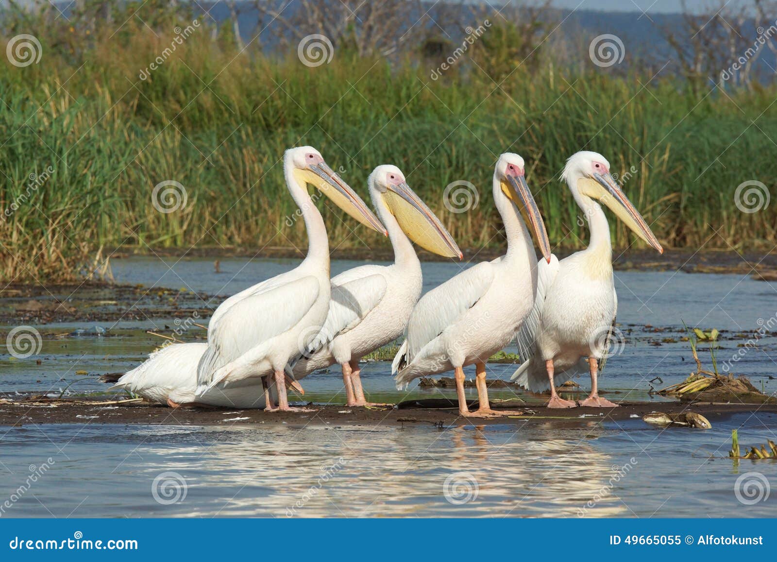 pelican, lake chamo, ethiopia, africa