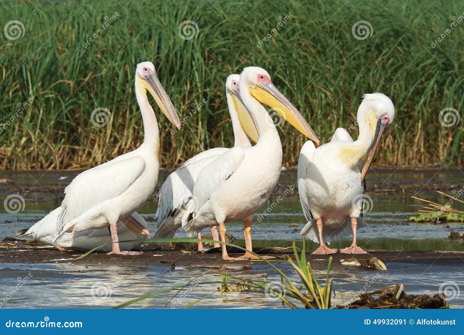 pelican, lake chamo, ethiopia, africa