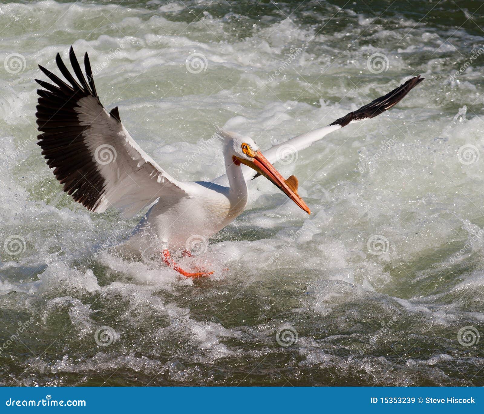 Pelican landing stock image. Image of approach, landing 15353239