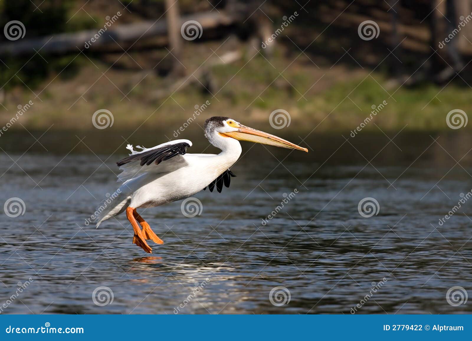 Pelican landing stock photo. Image of wildlife, erythrorhynchos 2779422