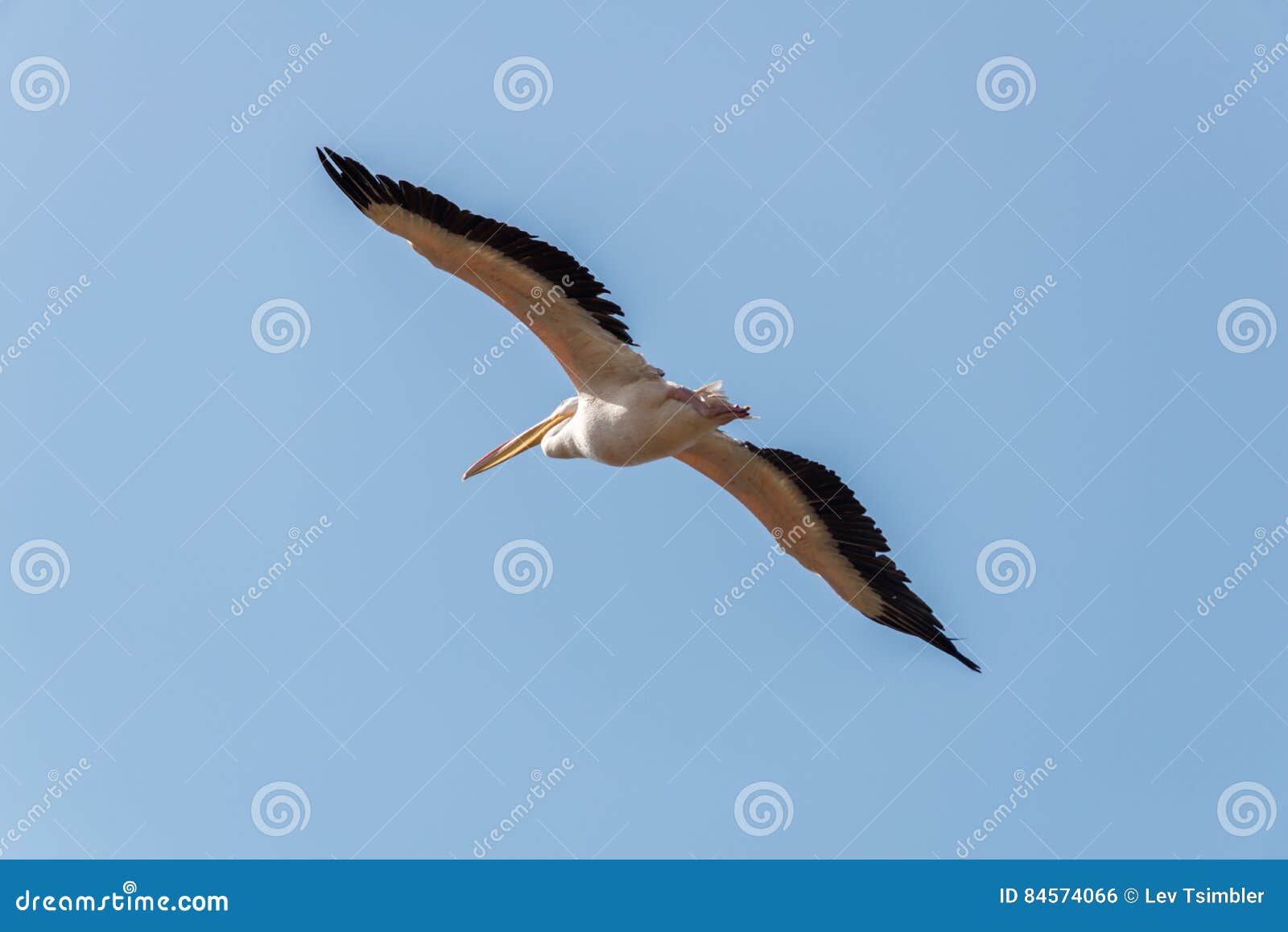 pelican migration at viker lookout