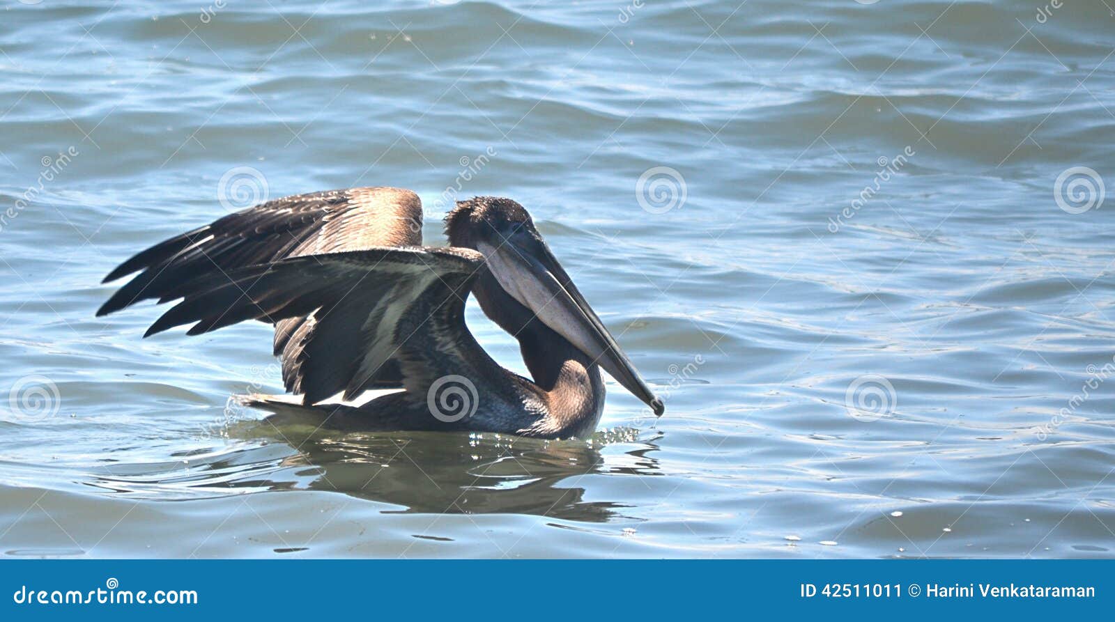 pelican at monterey bay