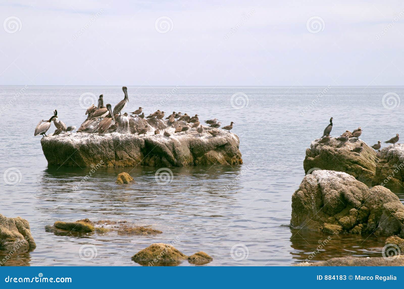 pelican (pelecanus onocrotalus) and marine birds