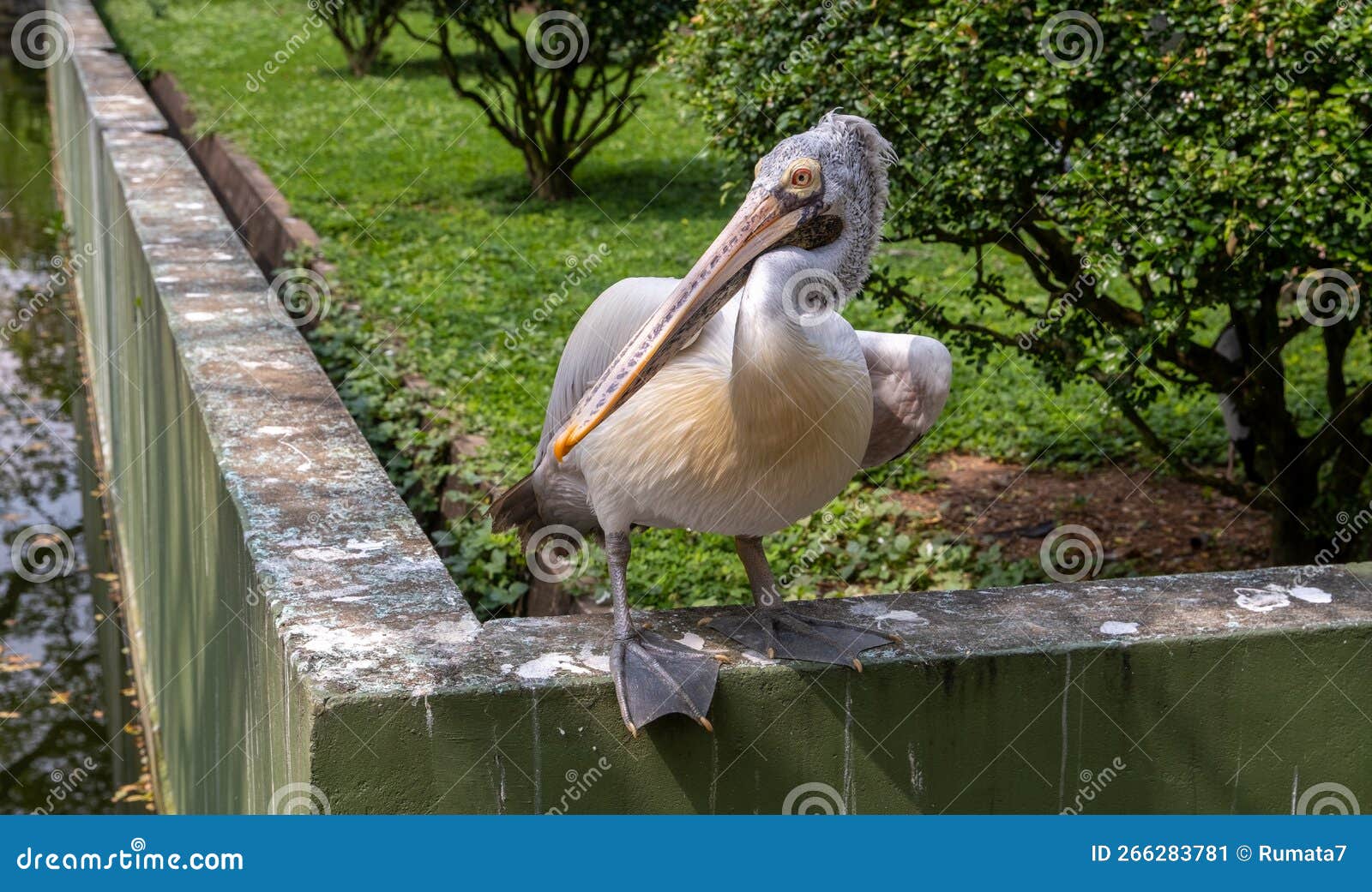 Pelican posing at a garden stock image. Image of fish 266283781