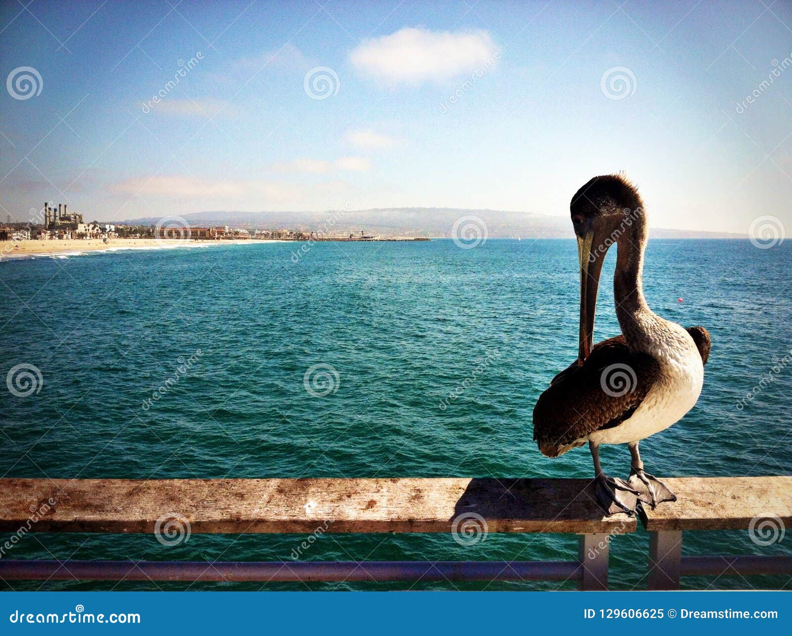 pelican rests on the railing of a pier in hermosa beach, california