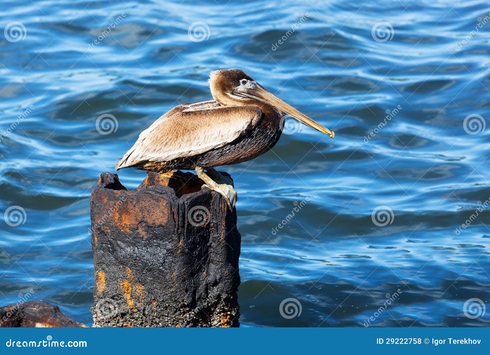 the rusty pelican the rusty pelican