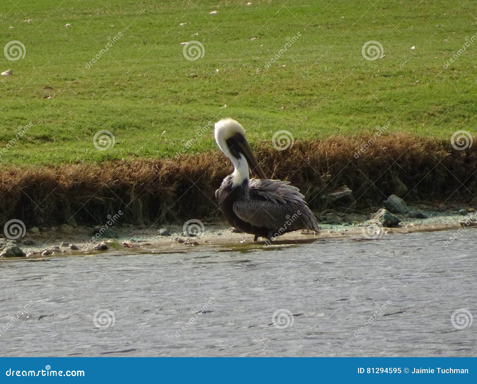 pelican on the shore of a pond