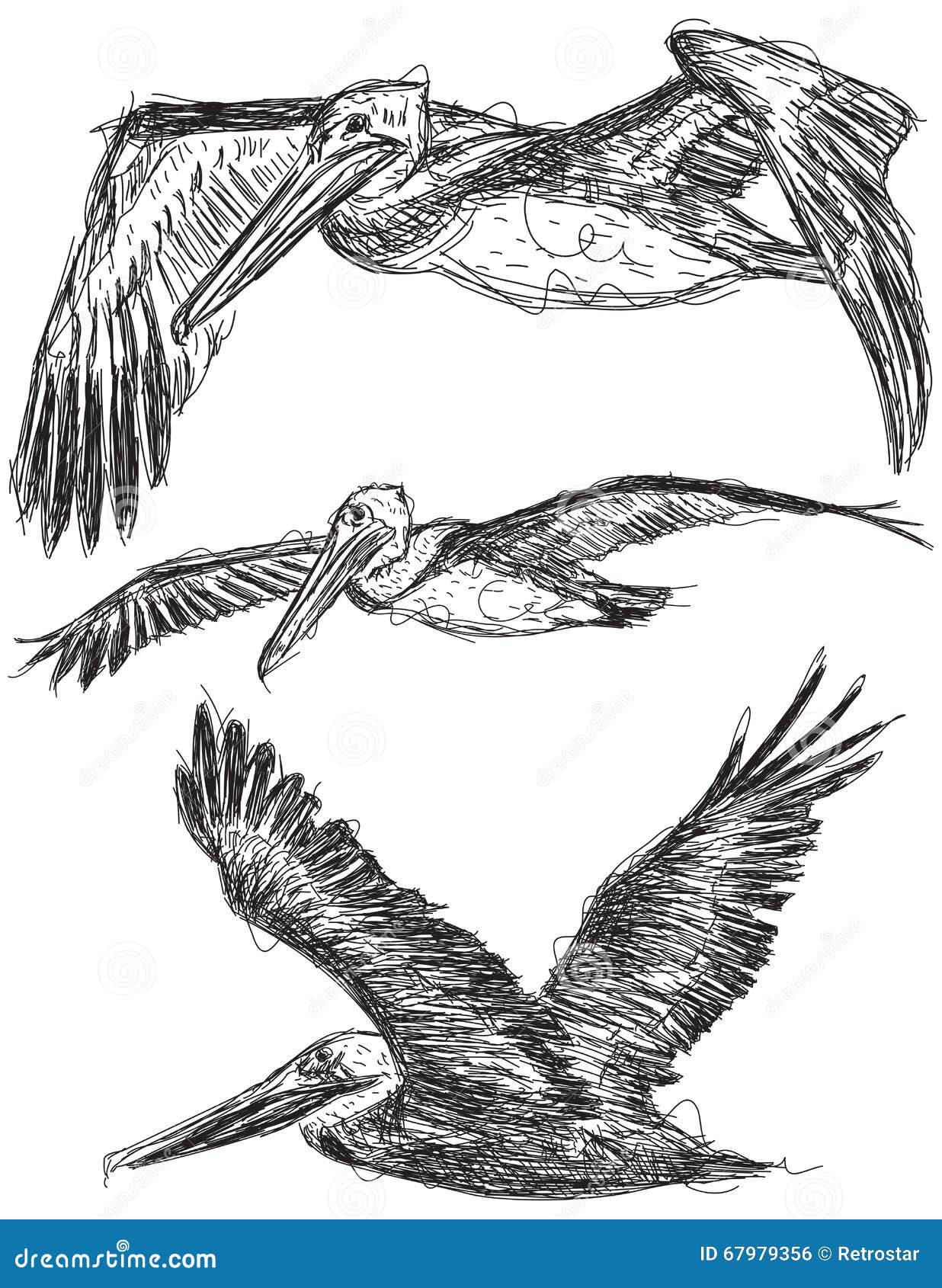 Pelican sketches stock vector. Illustration of bird, sketch - 67979356