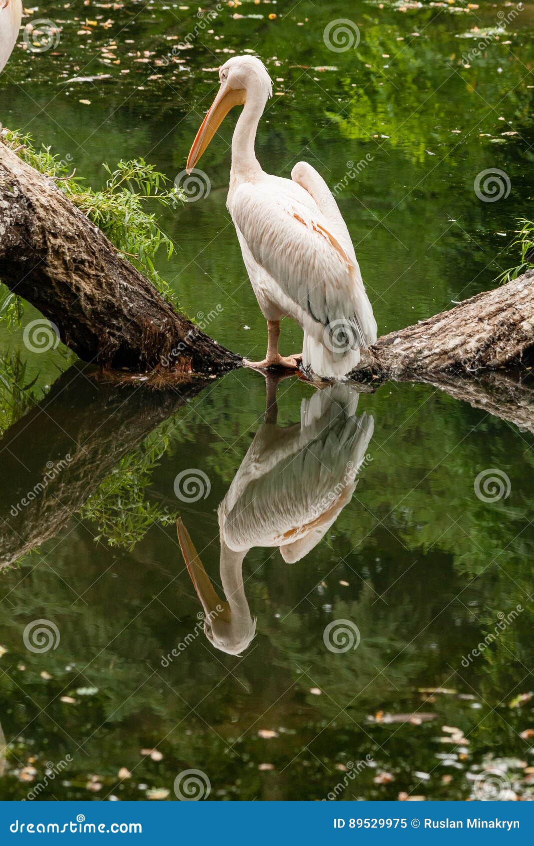 Pelican Stands on a Log in the Middle of the Lake Stock Image Image