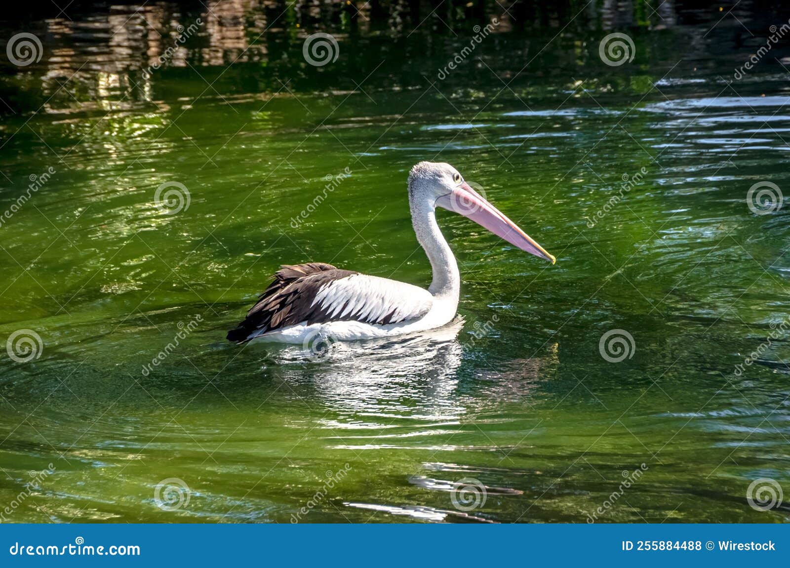 Pelican on water surface stock photo. Image of vertebrate 255884488