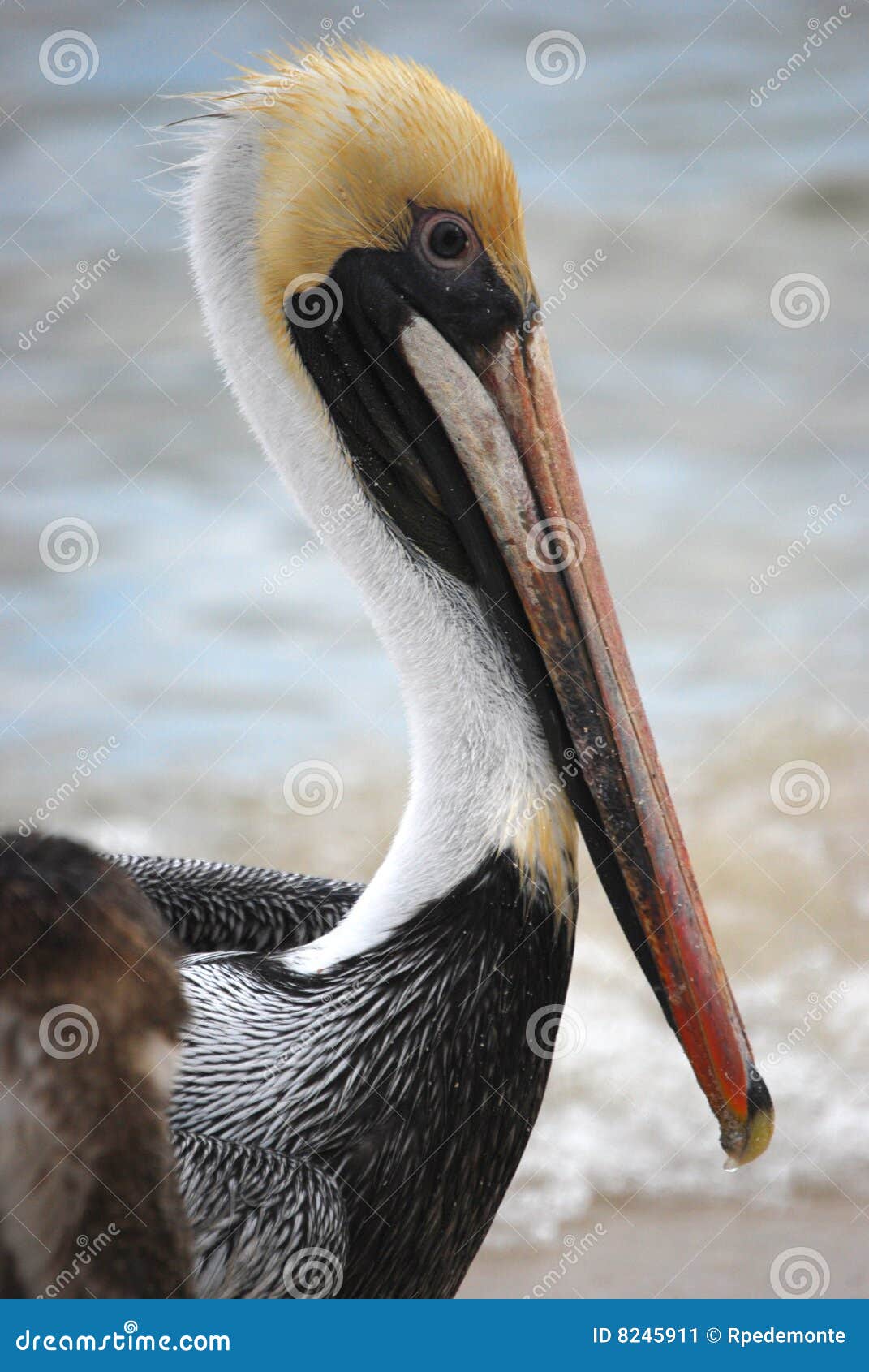Um pelicano do beautifull tomado relaxa