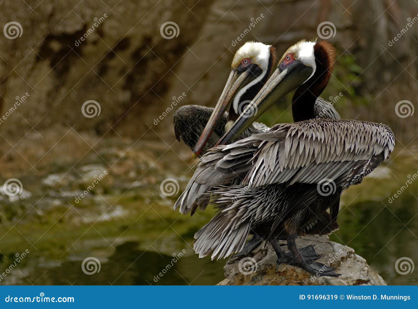 O pelicano de Brown é o menor das oito espécies de pelicanos, embora seja um grande pássaro em quase cada outra consideração É 42-54 polegadas de comprimento, pesa de 6-12 libras e tem uma envergadura de 6 a 8 2 ft Vive restritamente em costas de Washington e de Virgínia para o sul ao Chile do norte e na boca do Rio Amazonas