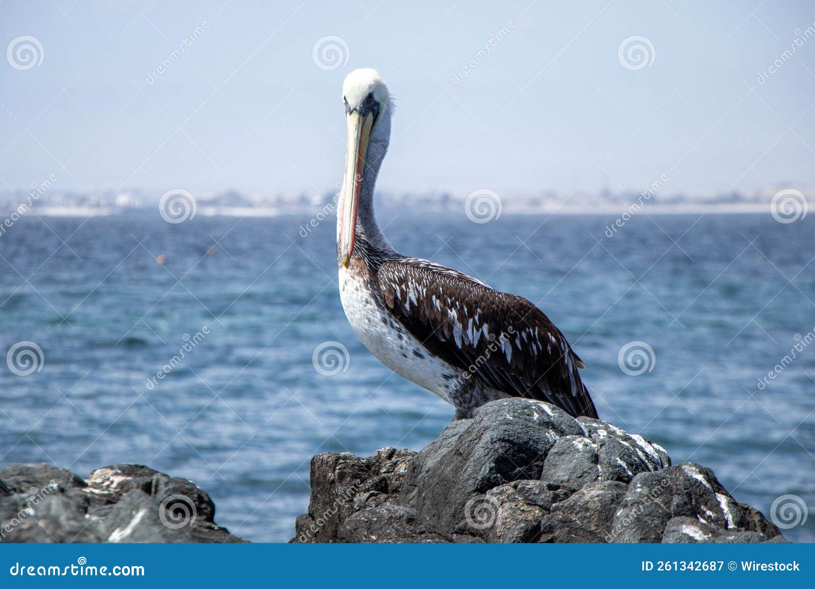 pelicano en la playa sobre rocas en bahia inglesa, chile