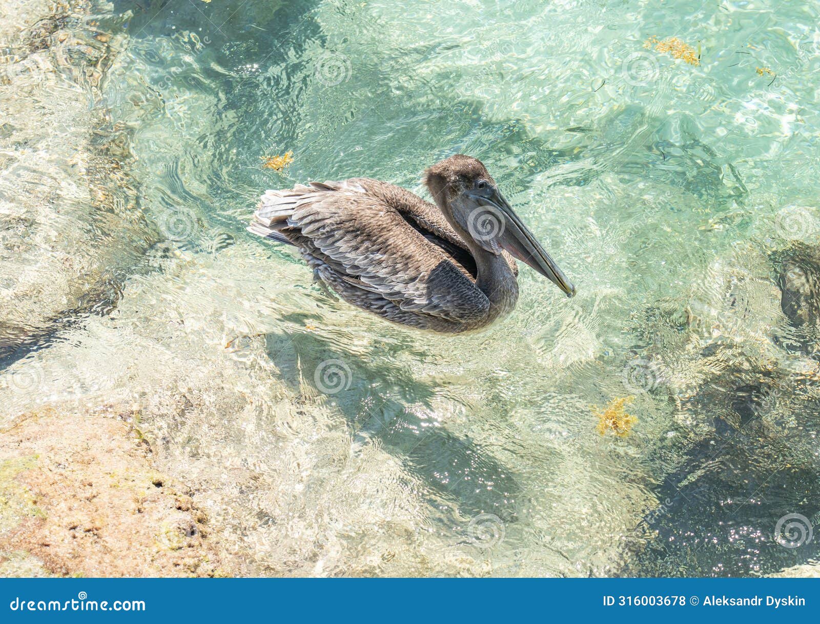 pelicans at bal harbour beach in miami, florida. clear skies and crystal clear ocean water