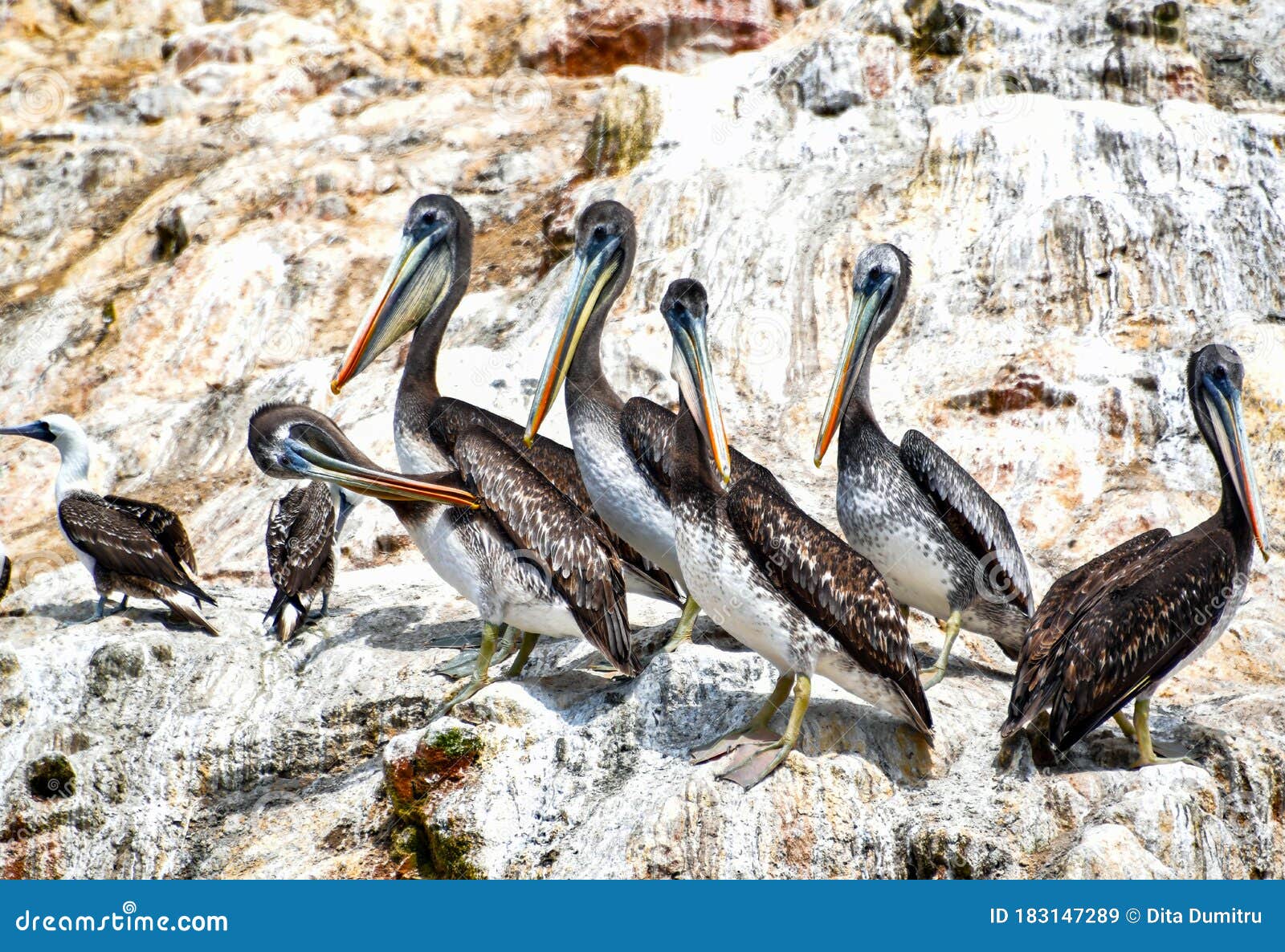 pelicans in the ballestas islands