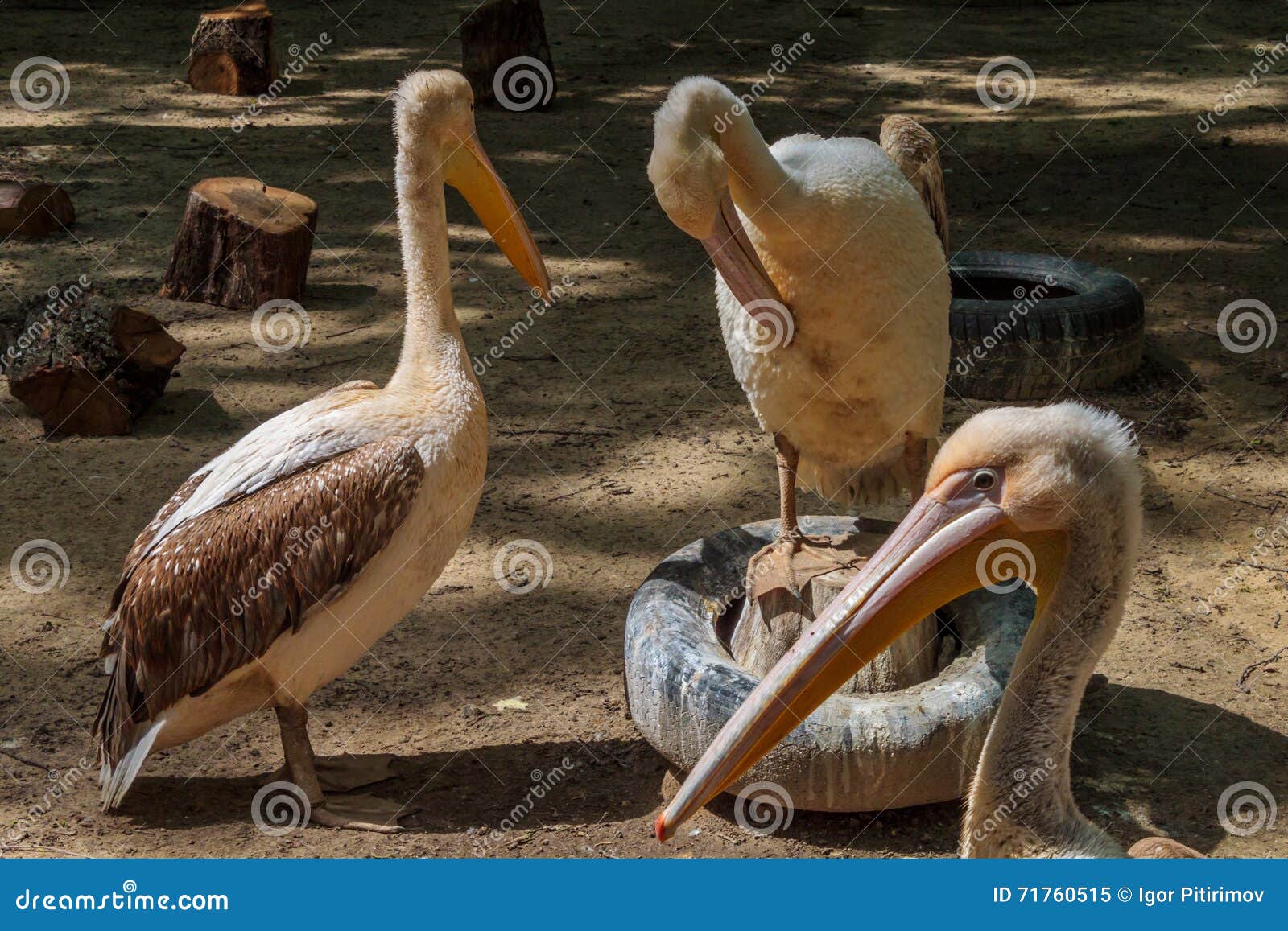 Pelicans closeup stock image. Image of long, plumage 71760515