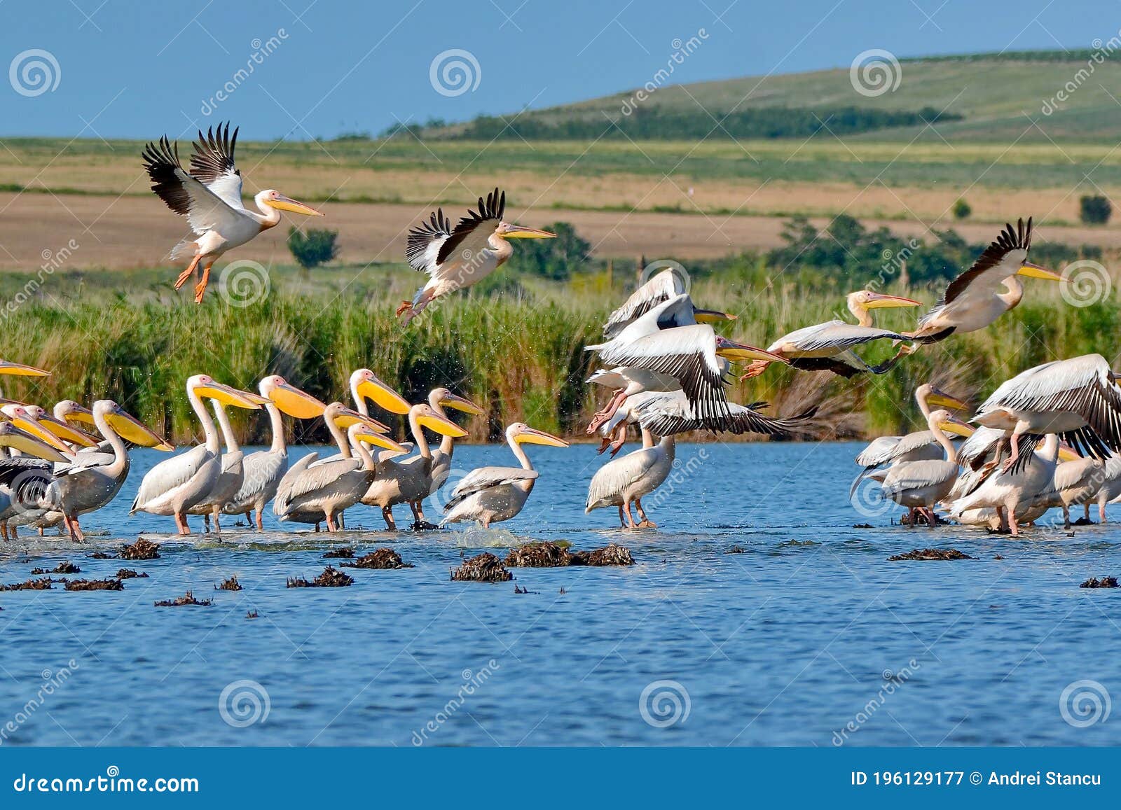 pelicans flying in danube delta, romania