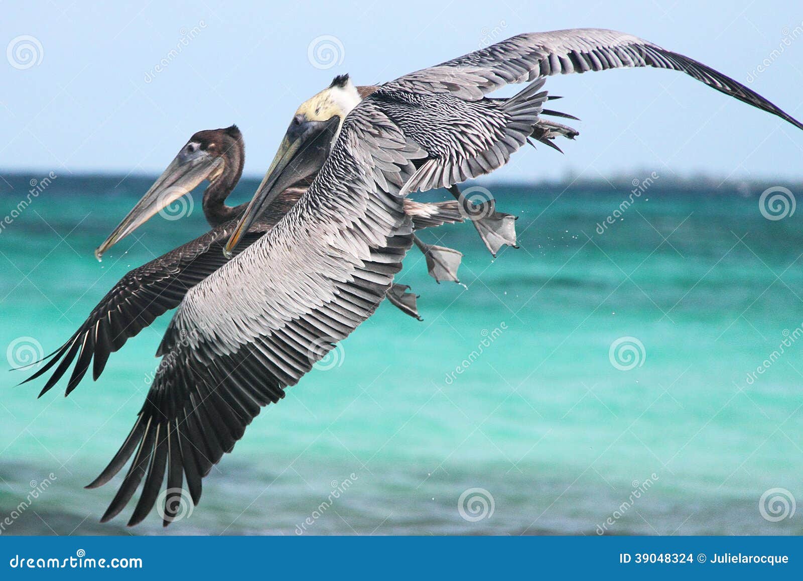 pelicans flying 2