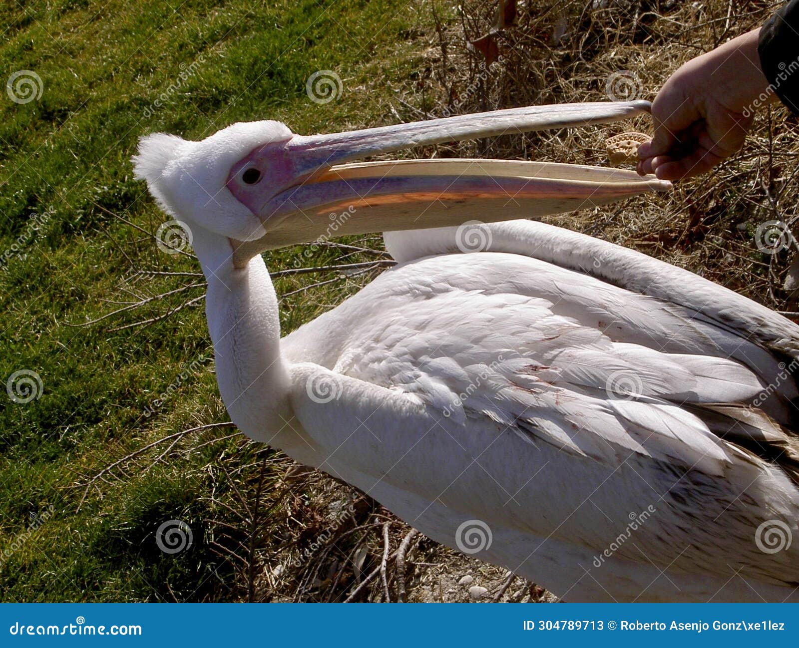 image of a pelican eating in a man's hand.