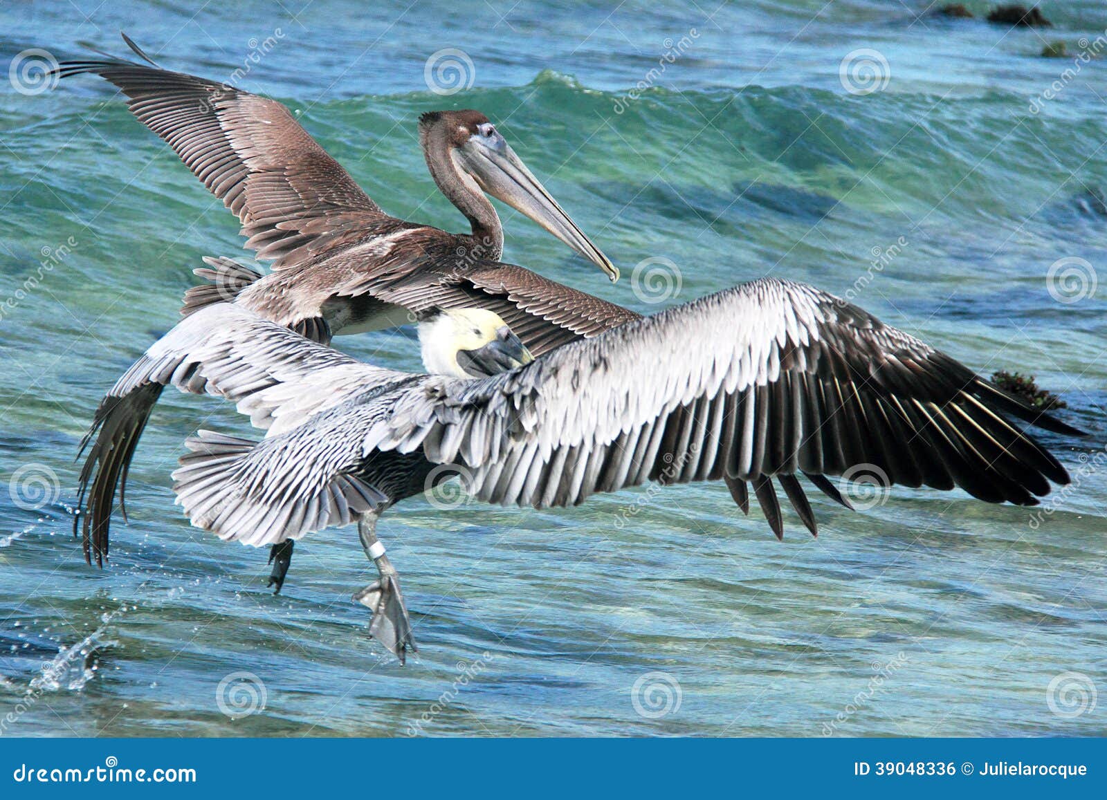 pelicans