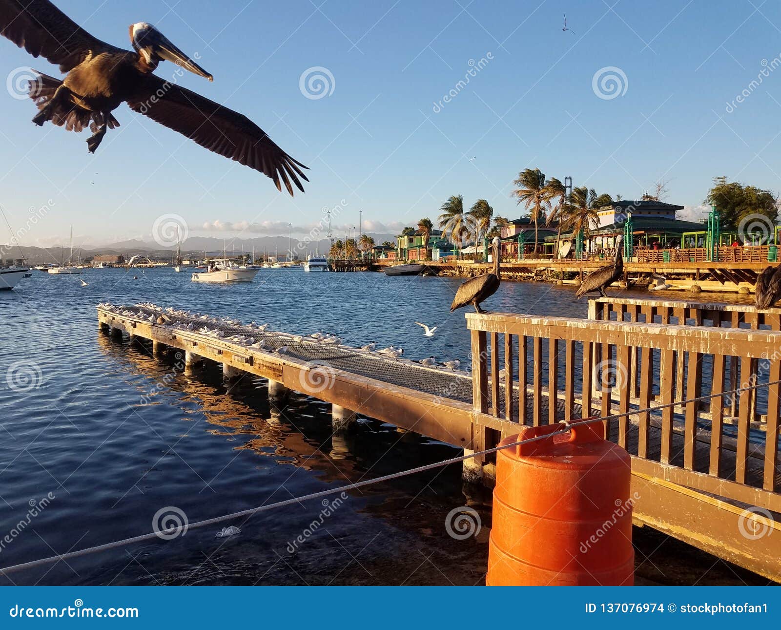 pelicans and pier in la guancha in ponce, puerto rico