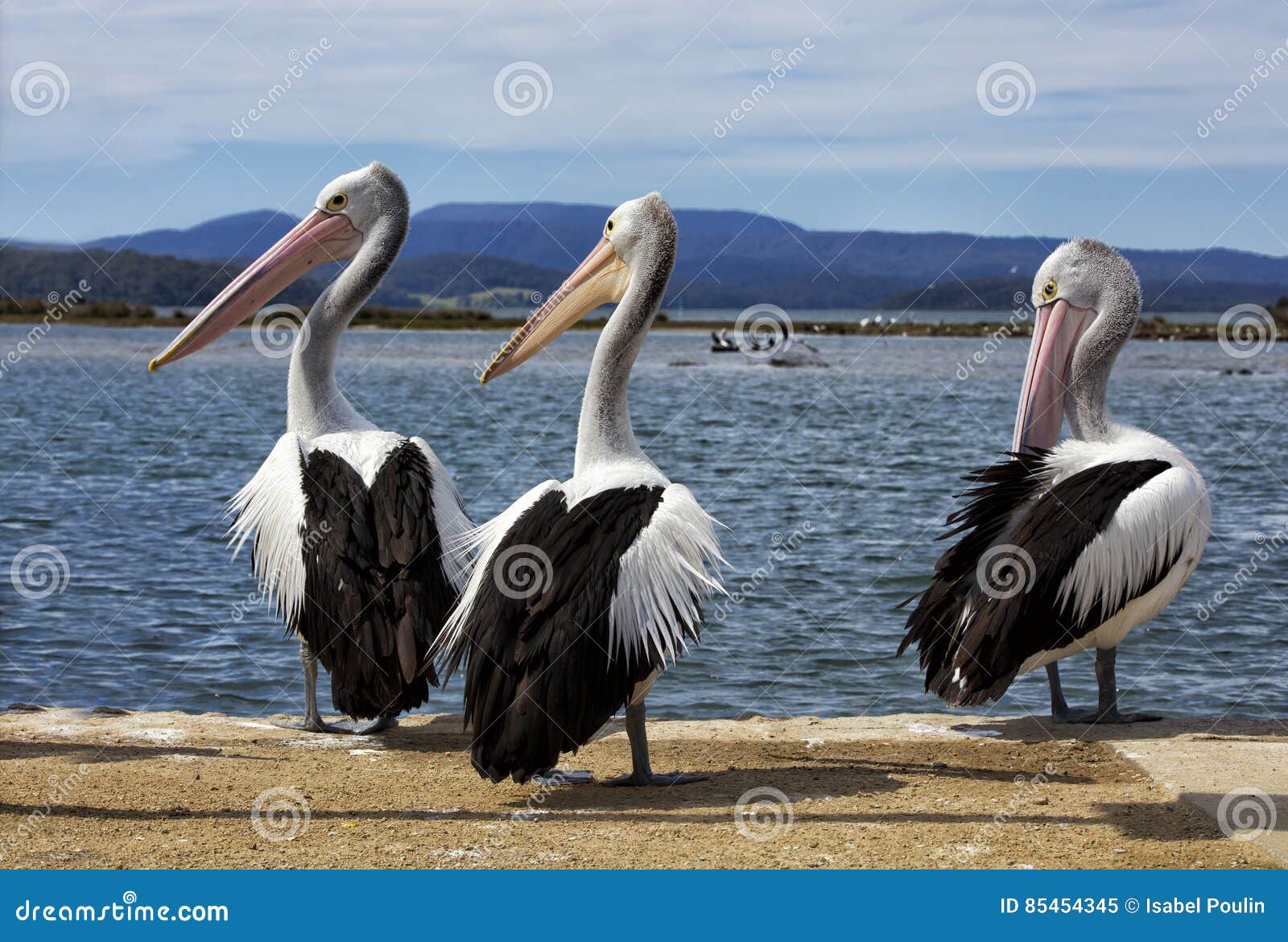 Pelicans on pier stock image. Image of water, pelican 85454345
