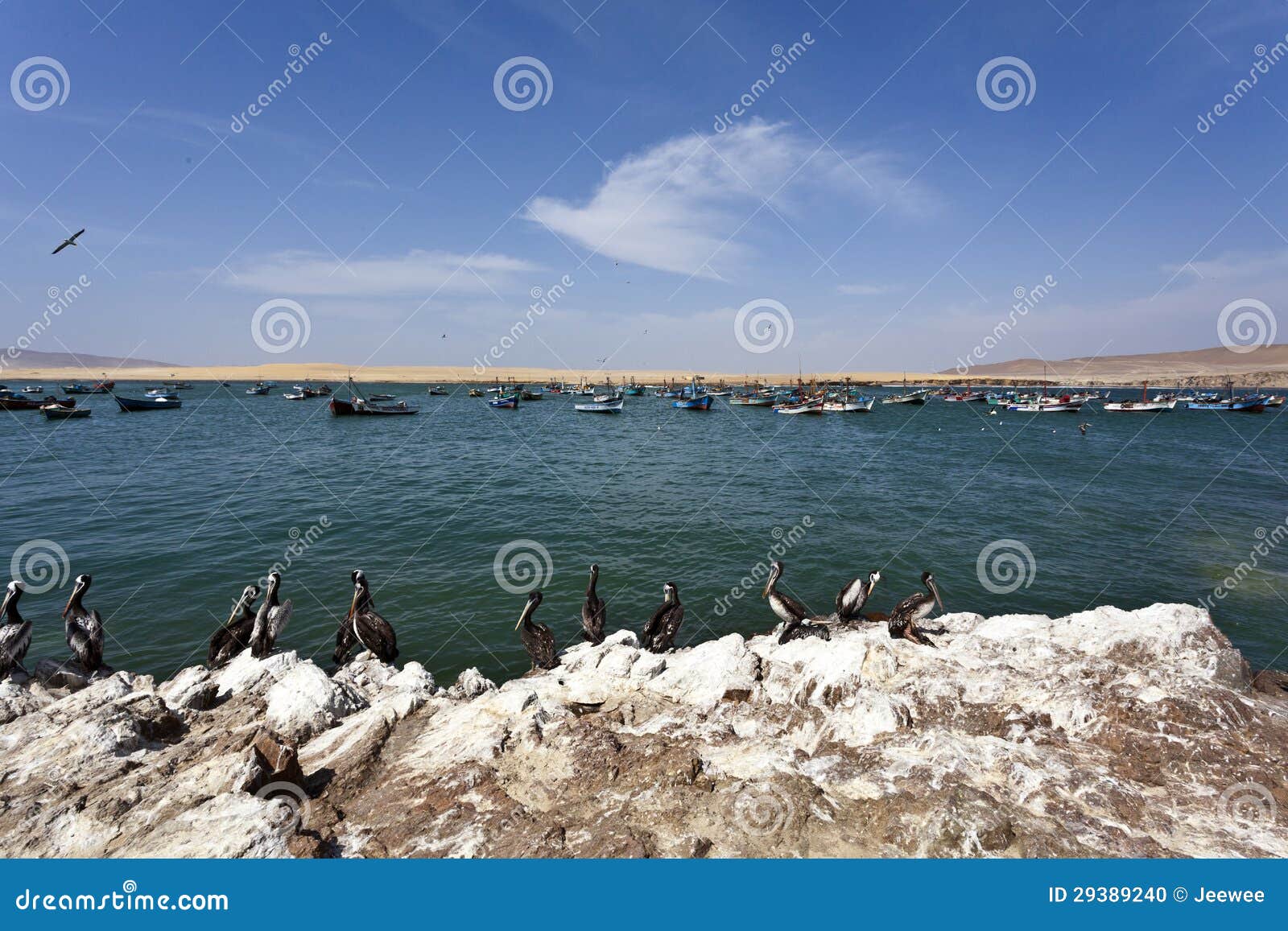 pelicans - reserva national de paracas national park in ica peru, south america