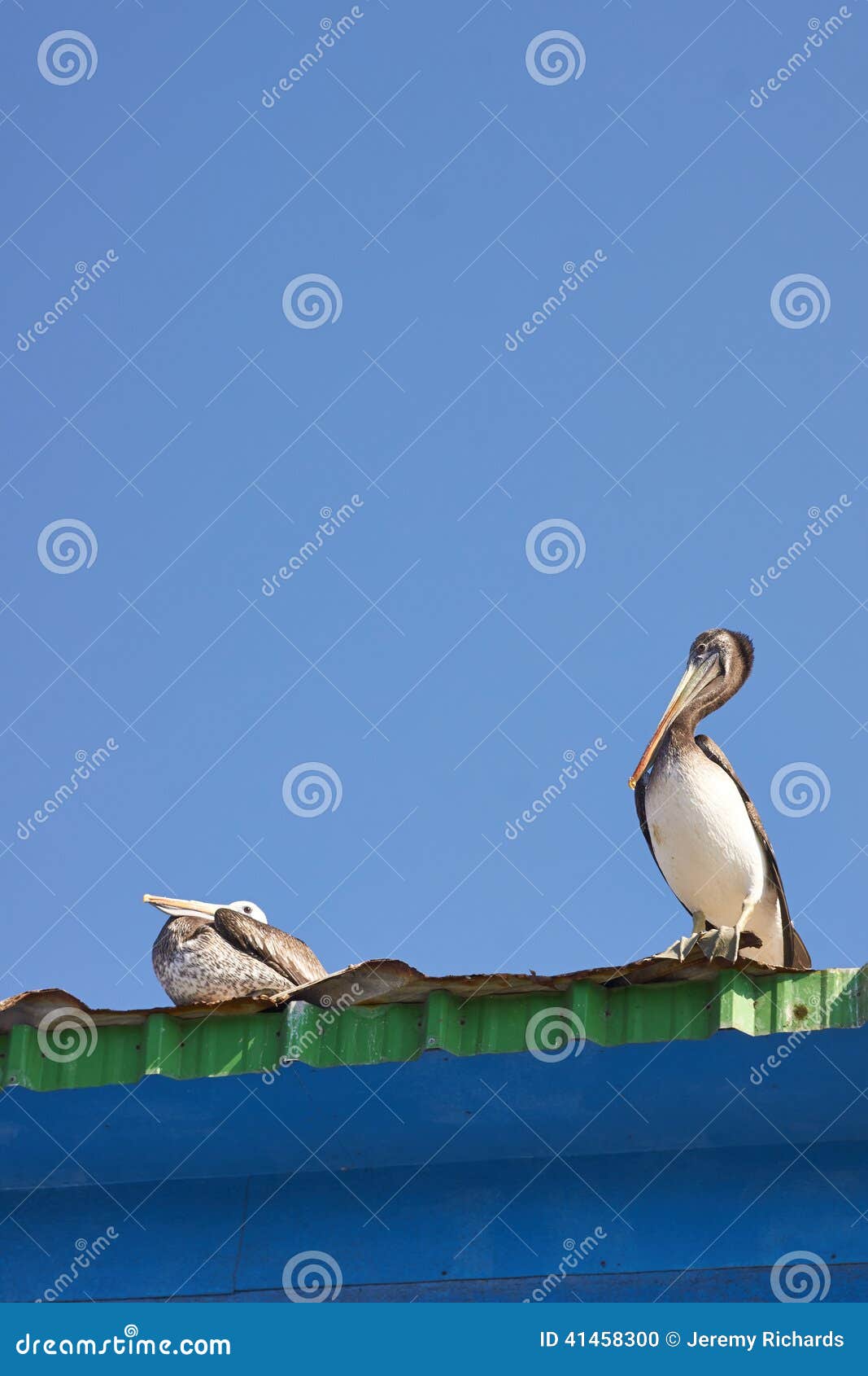 pelicans at rest