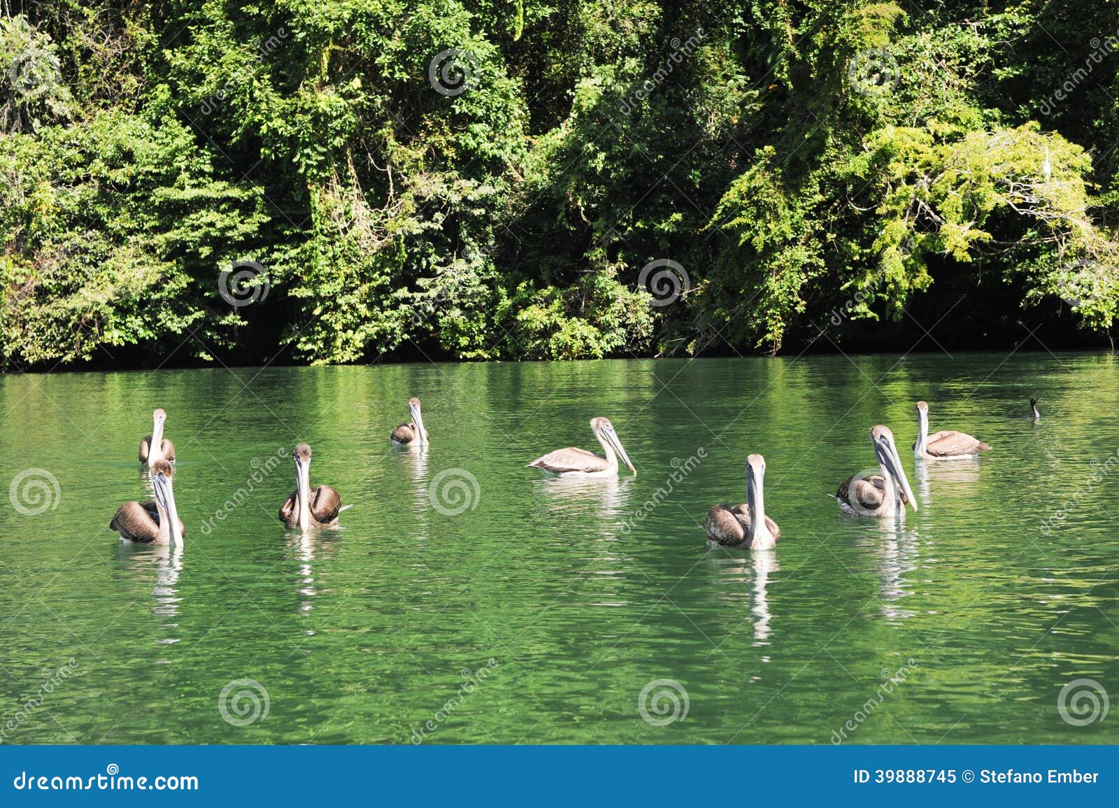 pelicans on river dulce near livingston