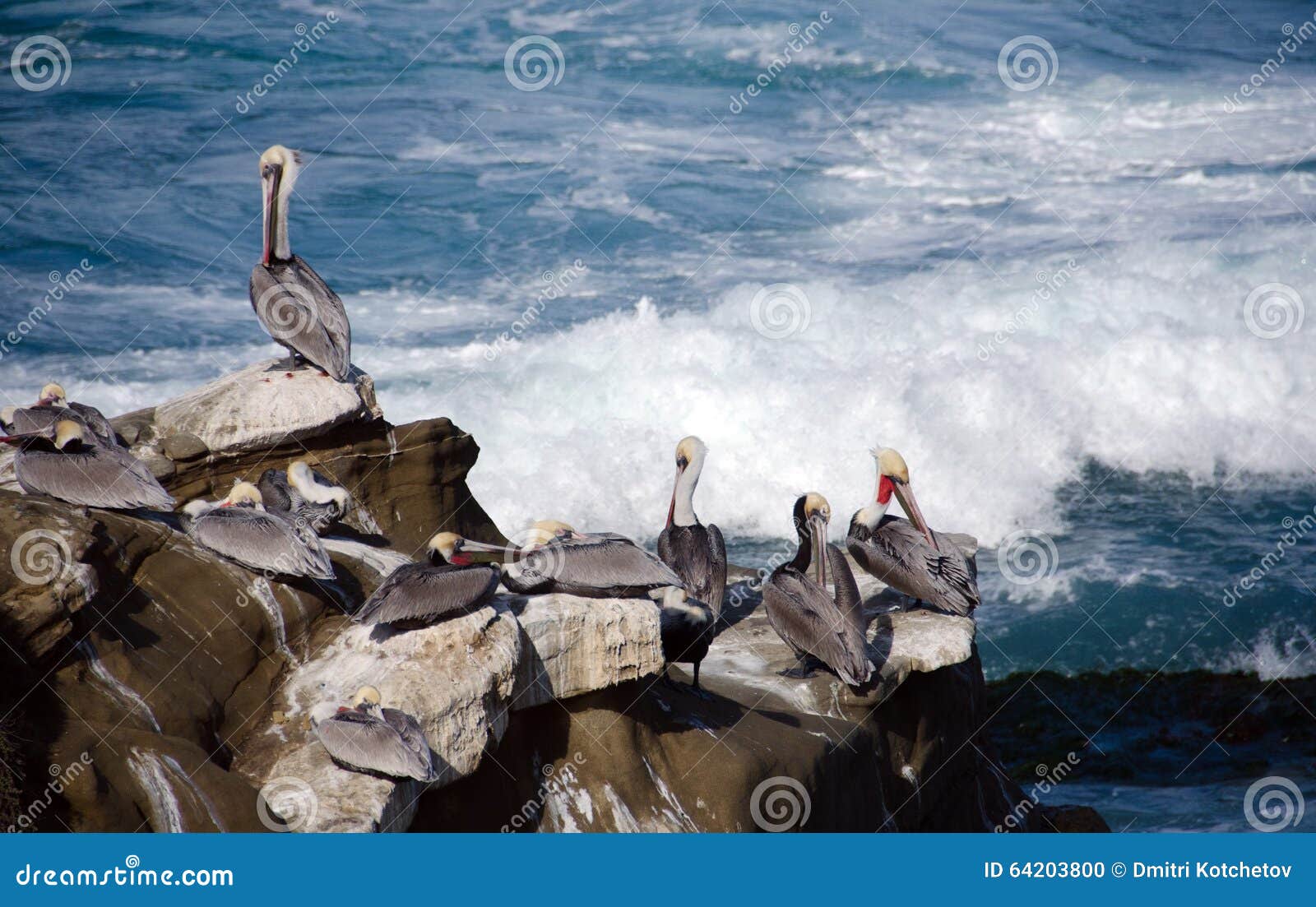 Pelicans Rocks Point La Jolla Stock Photos Free & RoyaltyFree Stock