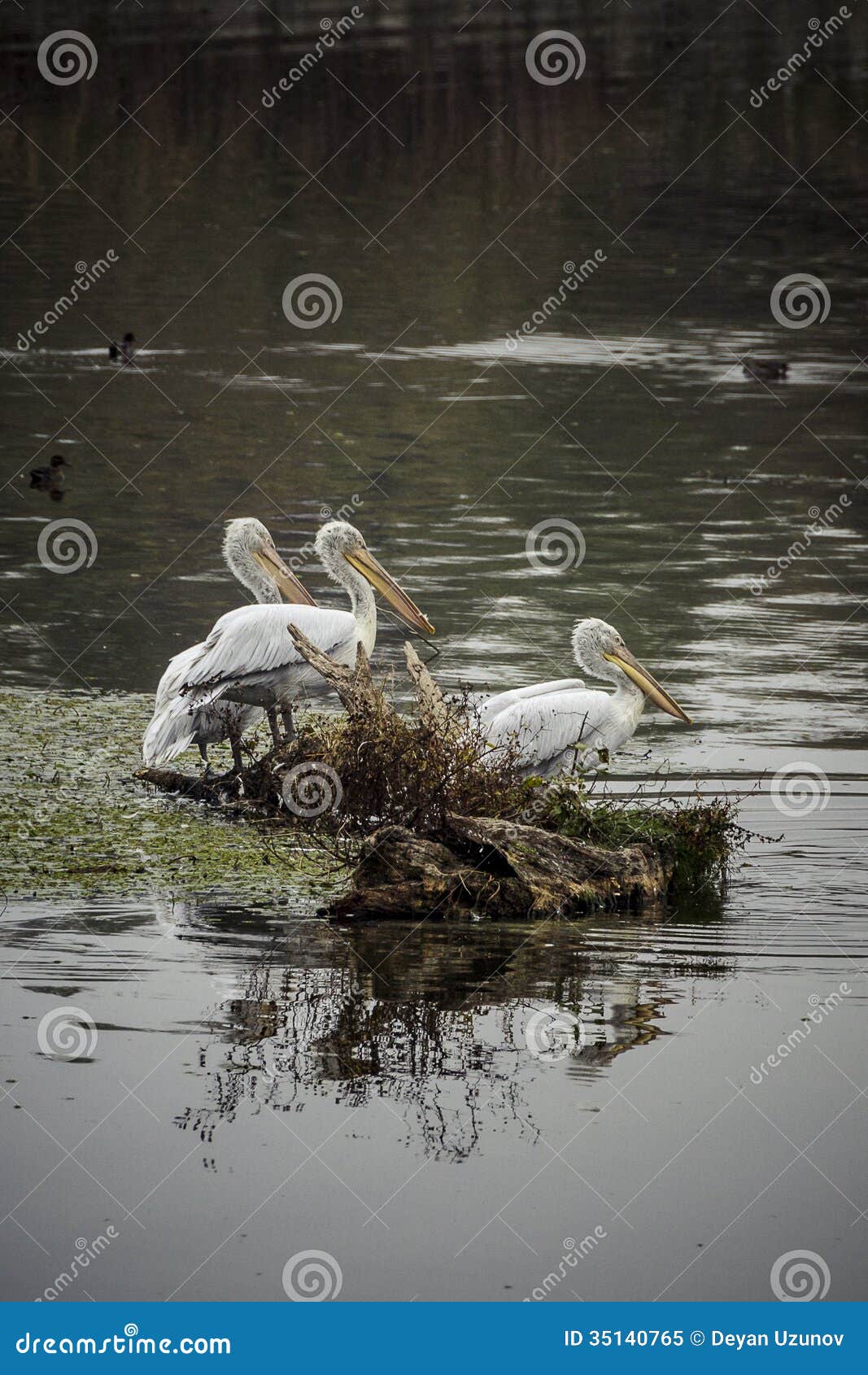Pelicans on the shore of the Kerkini Lake, Greece