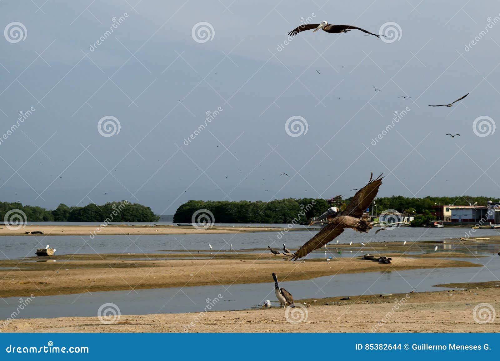 pelicans - tacarigua lake
