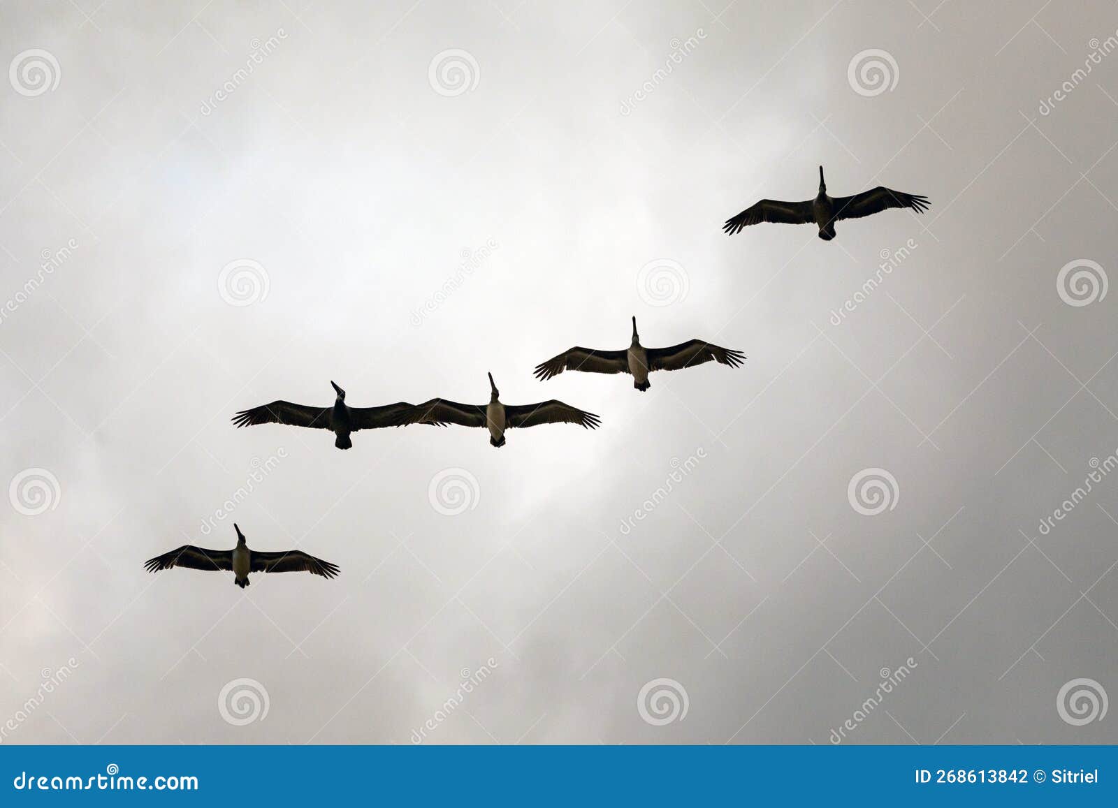 pelicans in zipolite, mexico