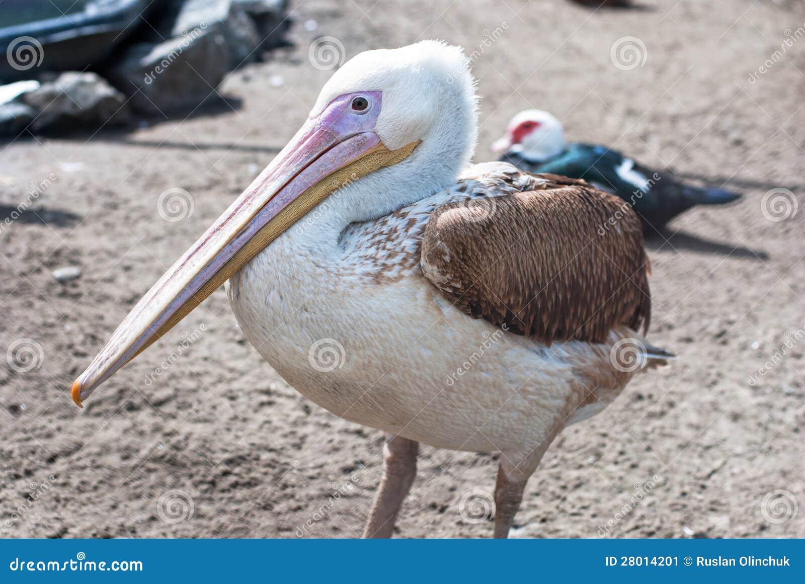 Fotografia wielki biały pelikana zbliżenie - Pelecanus onocrotalus