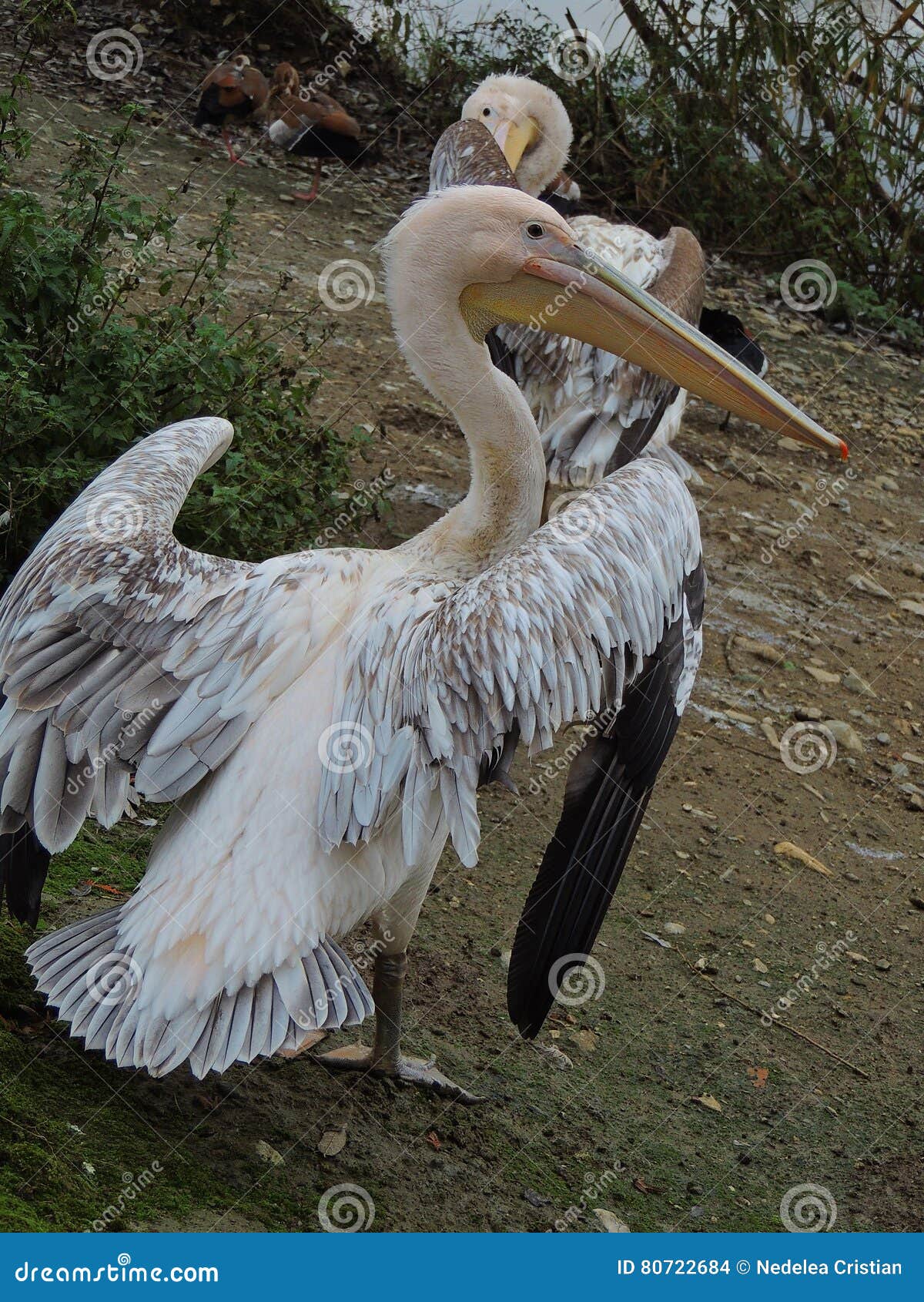 Ausbreitende Flügel des Pelikans