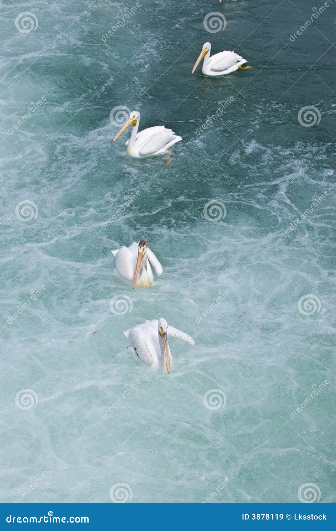 Pelikan wody. W dół rzeki choppy przepływu wody pelikanów weir