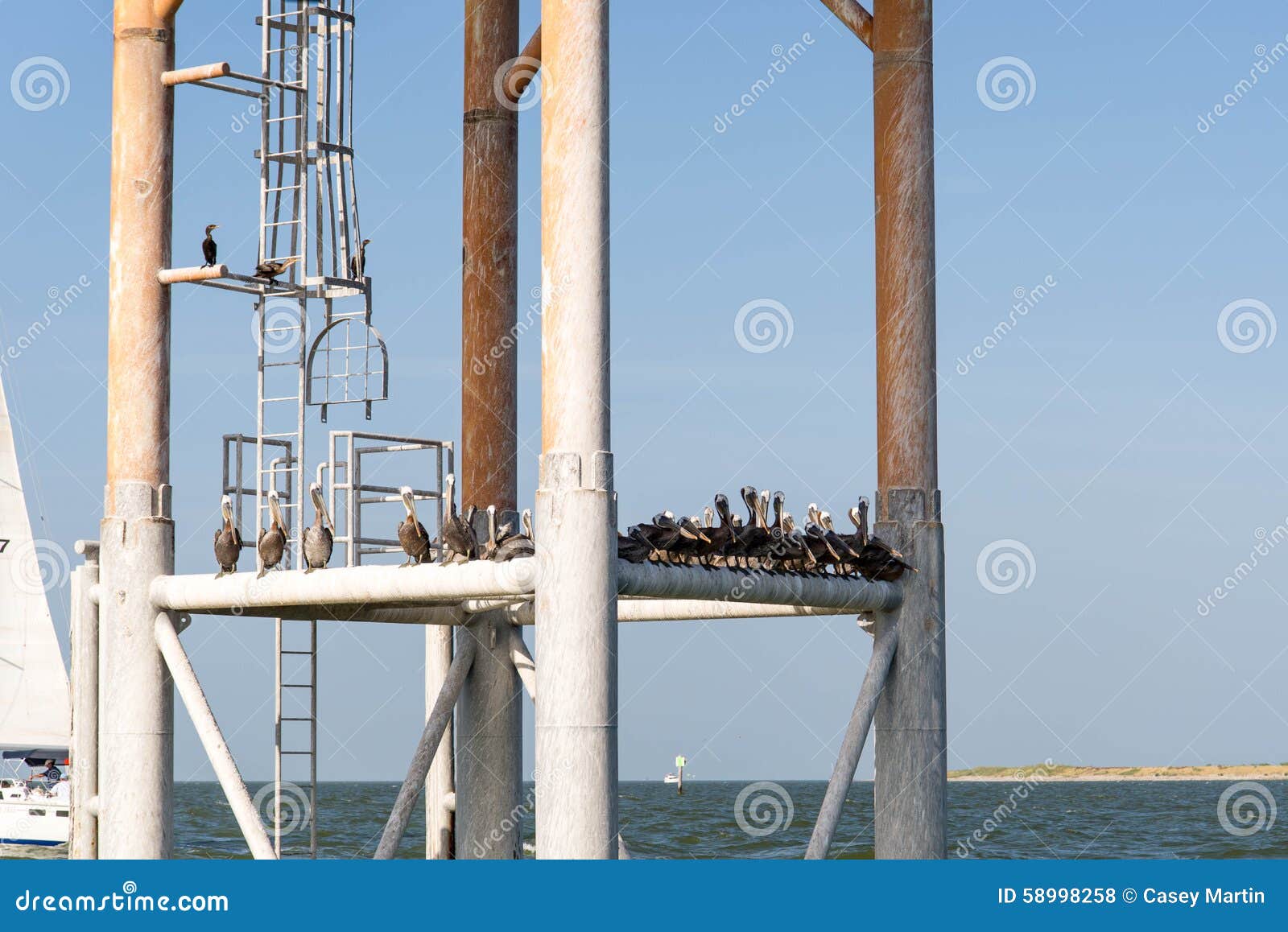 Pelikane, die auf einer Struktur im Ozean stillstehen. Pelikane, die auf einem Metallbau im Ozean stillstehen