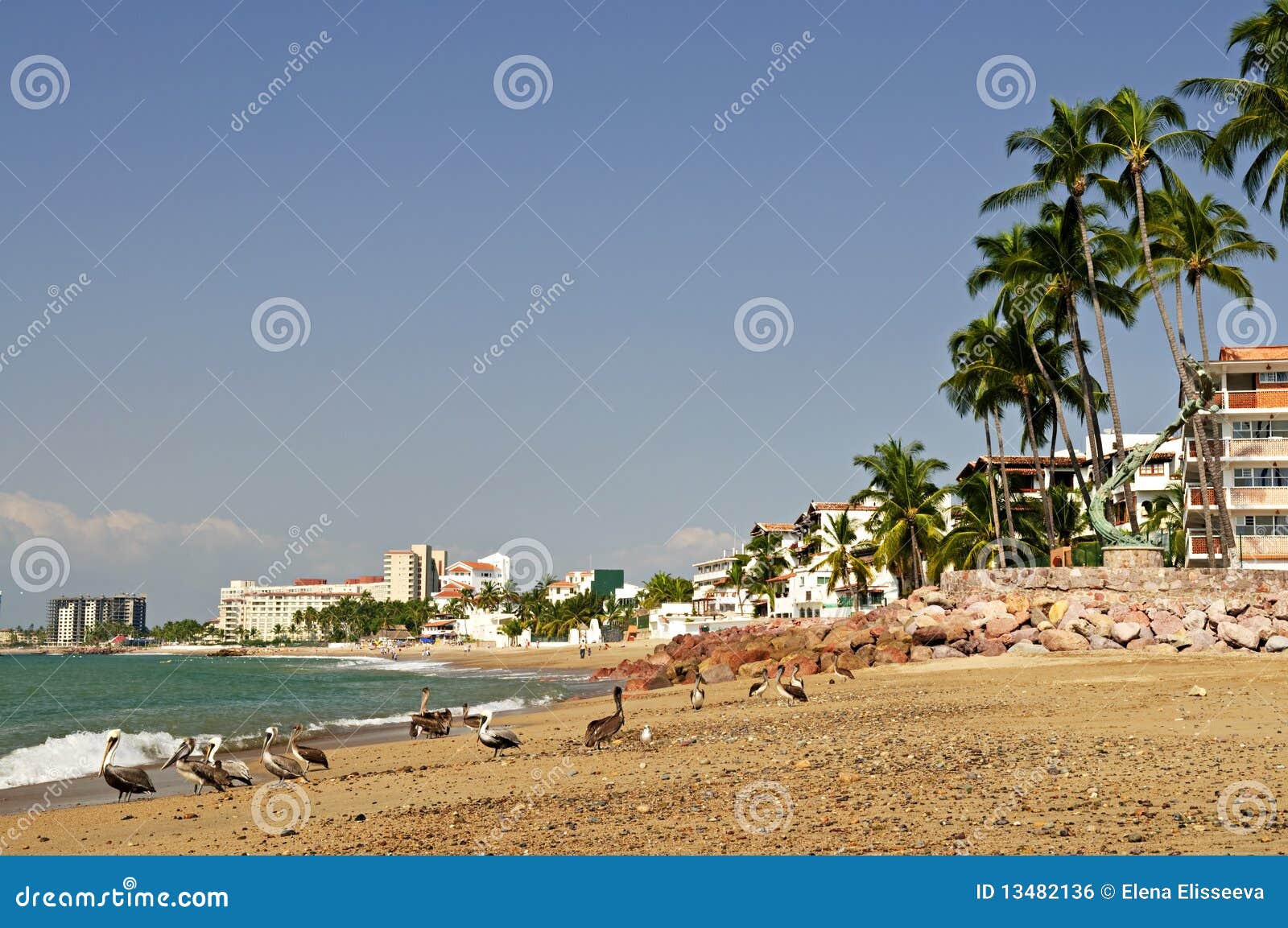 Pellicani sulla spiaggia nel Messico. Pellicani sulla spiaggia del Puerto Vallarta nel Messico