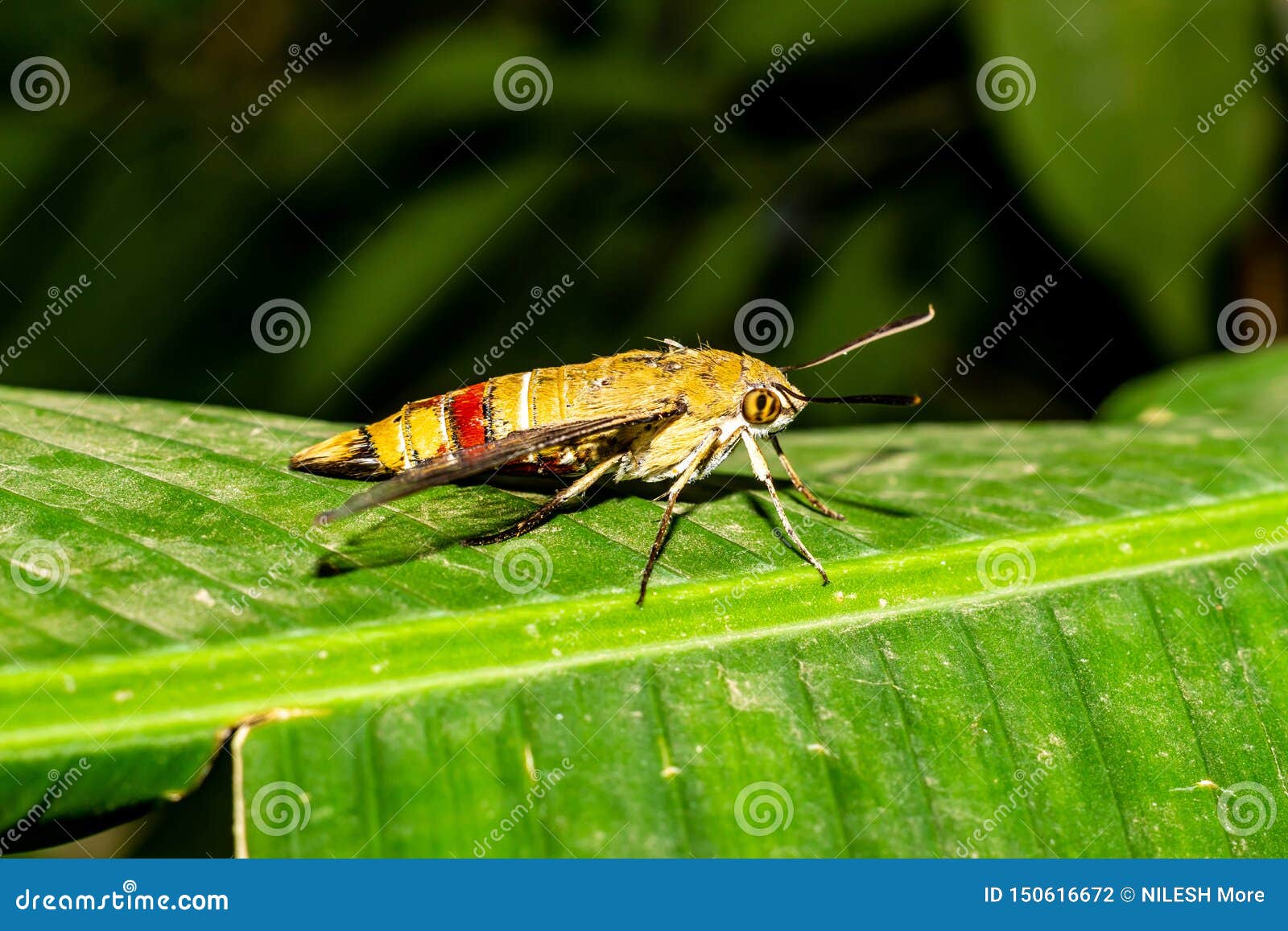 pellucid hawk moth caterpillars