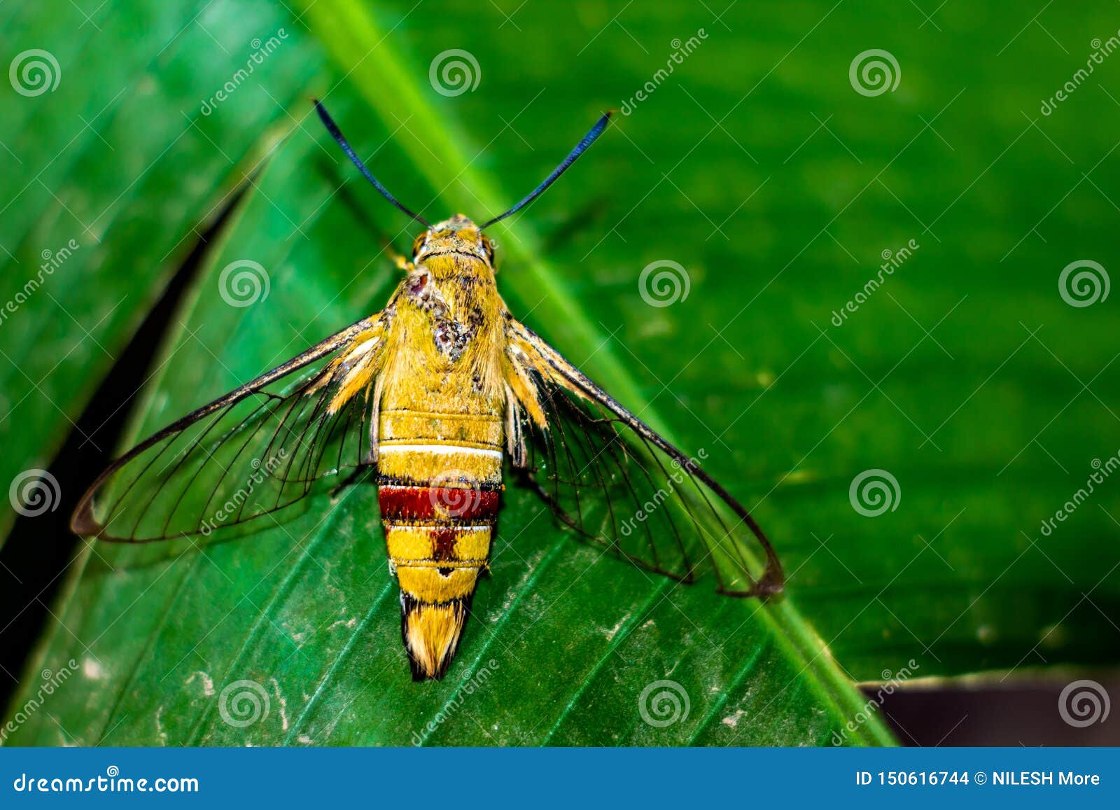 pellucid hawk moth pellucid hawk moth