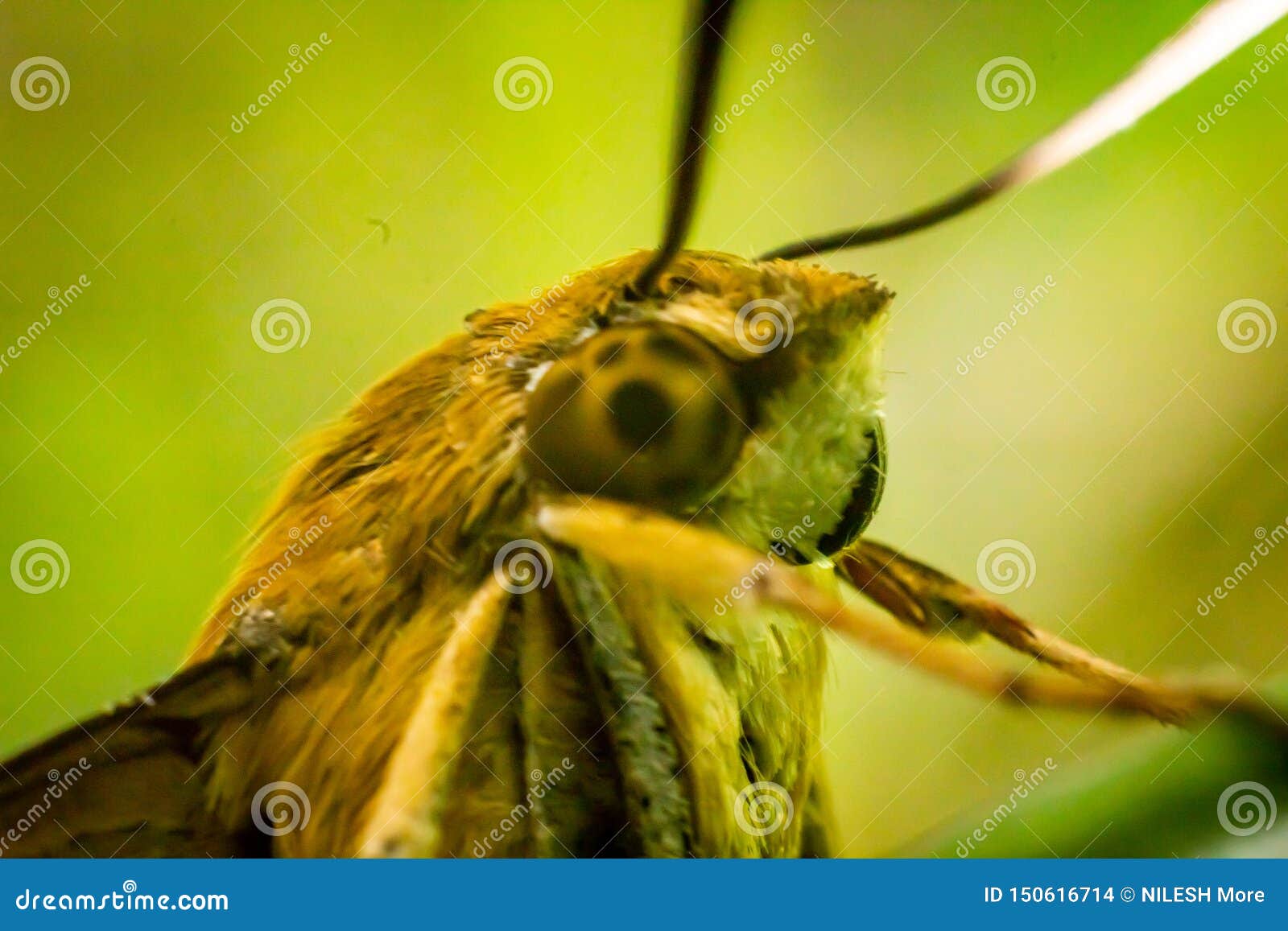 pellucid hawk moth caterpillars pellucid hawk moth caterpillars