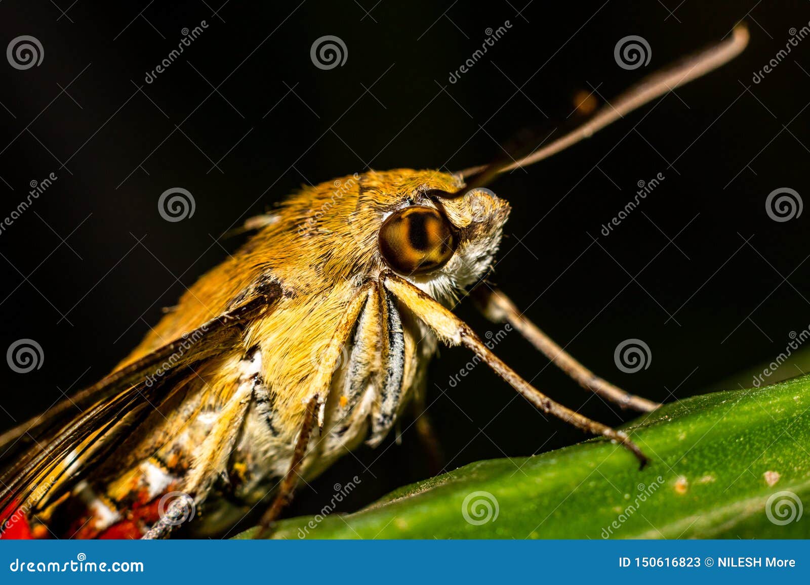 pellucid hawk moth florida